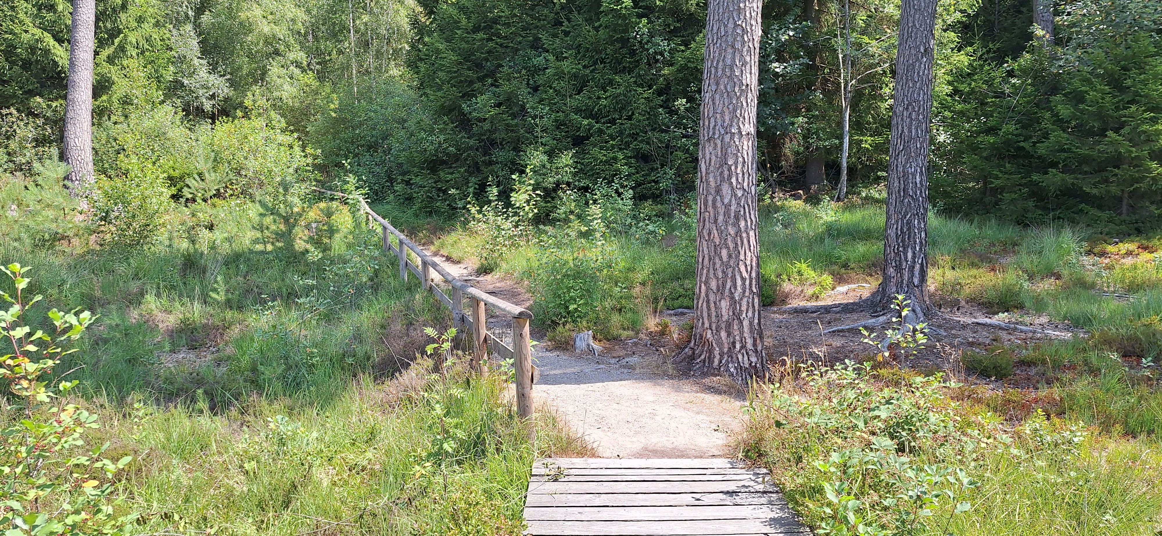 Der Moorpfad führt durch den Wald bei Dahlem.