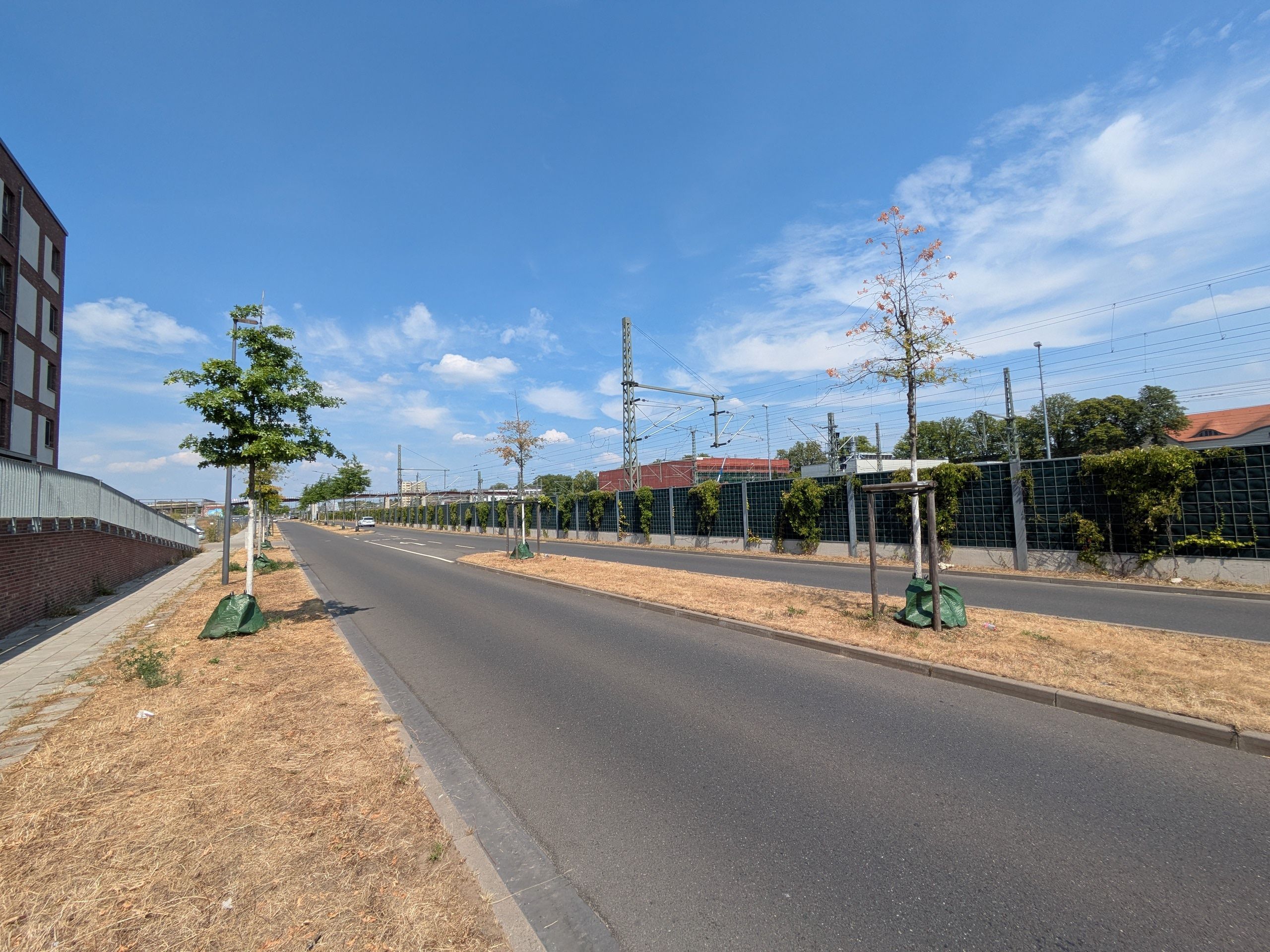 Junge Bäume an der Europaallee in Opladen
