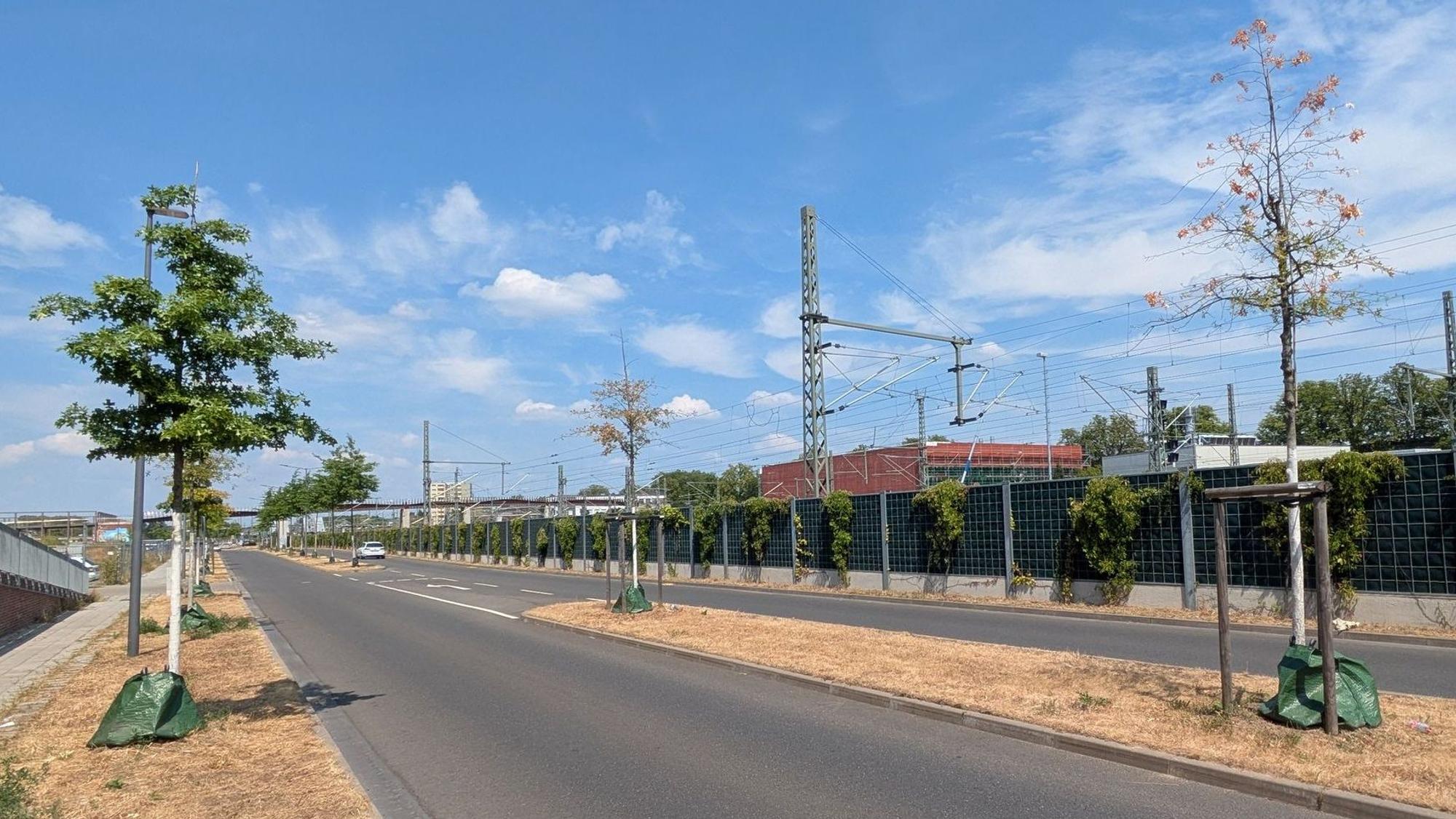 Junge Bäume an der Europaallee in Opladen