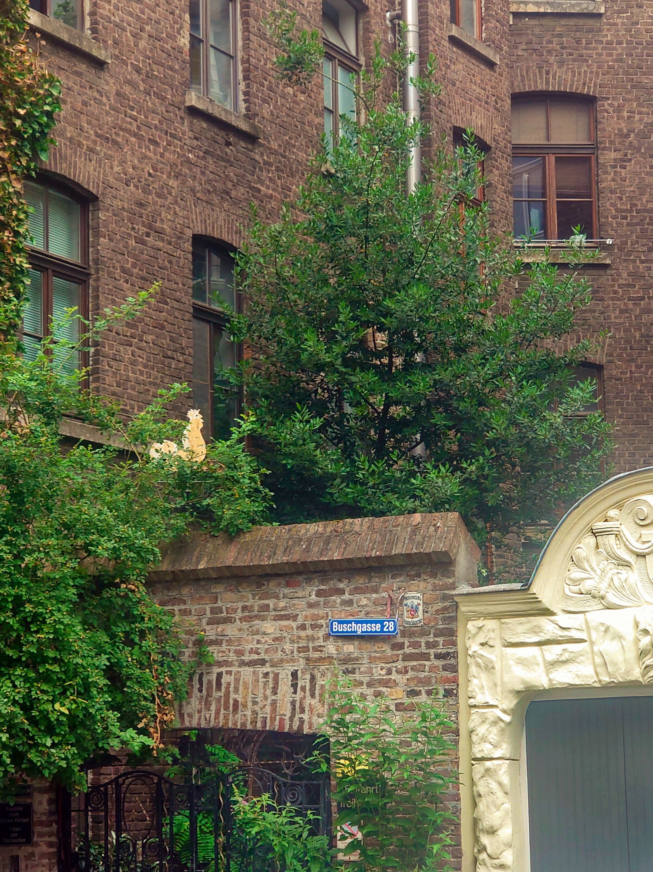 Im Hof eines Hauses in der Buschgasse im Vringsveedel wächst ein ungewöhnlicher Baum – ein acht Meter hoher, 35 Jahre alter echter Lorbeer.