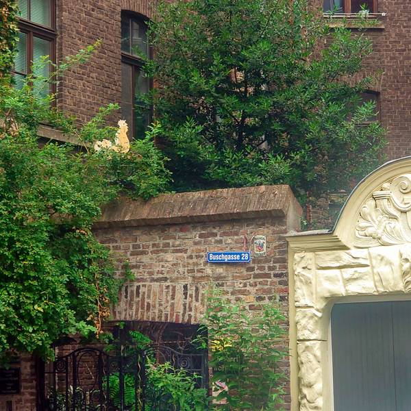 Im Hof eines Hauses in der Buschgasse im Vringsveedel wächst ein ungewöhnlicher Baum – ein acht Meter hoher, 35 Jahre alter echter Lorbeer.