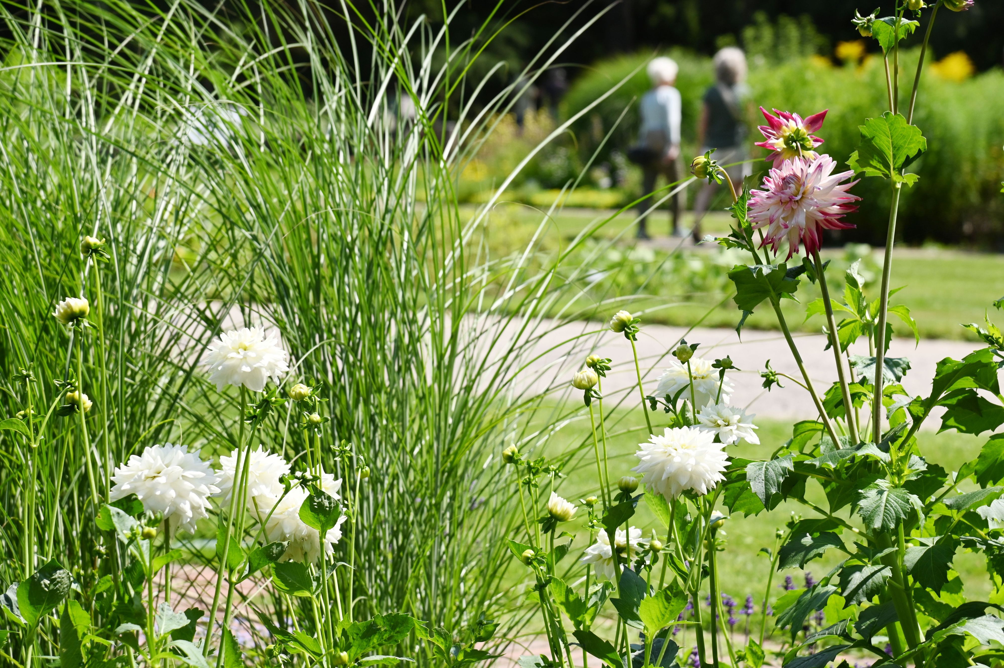 Flora und Botanischer Garten im Sommer. Derzeit blühen hier zahlreiche Dahlien (im Foto) und es gibt eine Sonderausstellung zu der Pflanzensorte. (Archivbild)