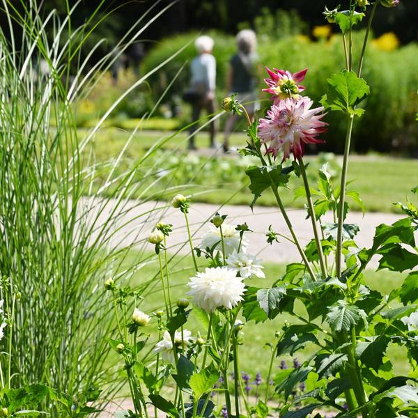 Flora und Botanischer Garten im Sommer. Derzeit blühen hier zahlreiche Dahlien (im Foto) und es gibt eine Sonderausstellung zu der Pflanzensorte. (Archivbild)