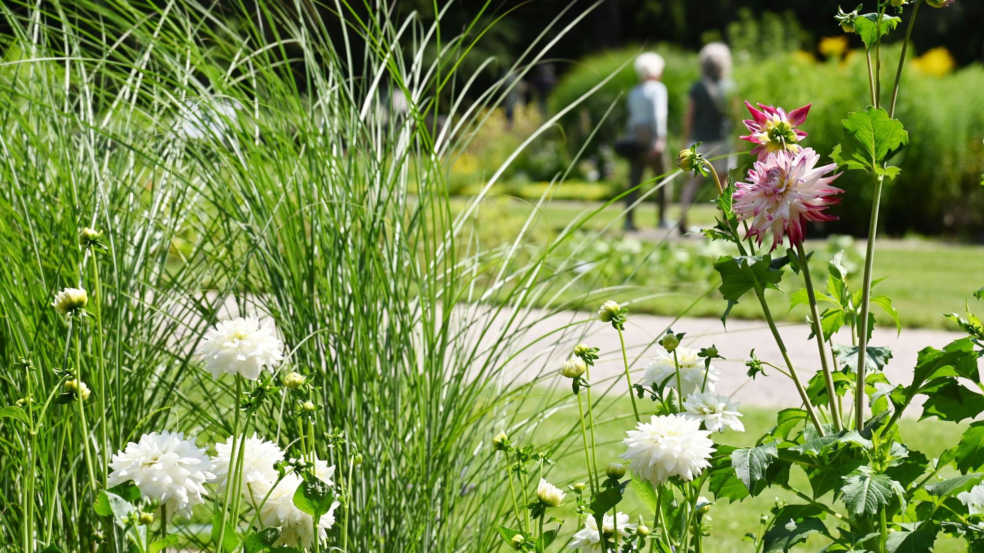 Flora und Botanischer Garten im Sommer. Derzeit blühen hier zahlreiche Dahlien (im Foto) und es gibt eine Sonderausstellung zu der Pflanzensorte. (Archivbild)