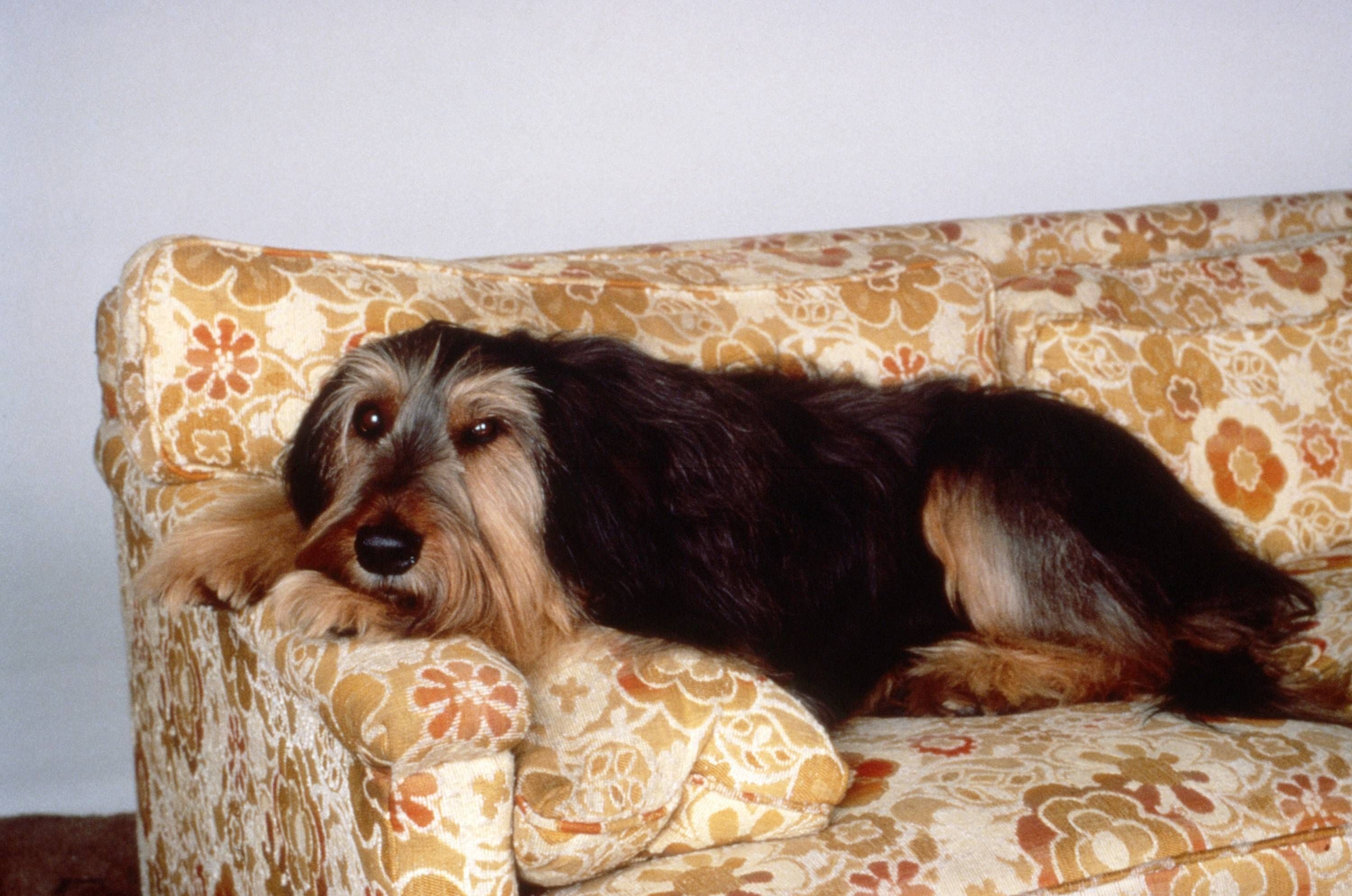 Hund Buck in „Eine schrecklich nette Familie“.