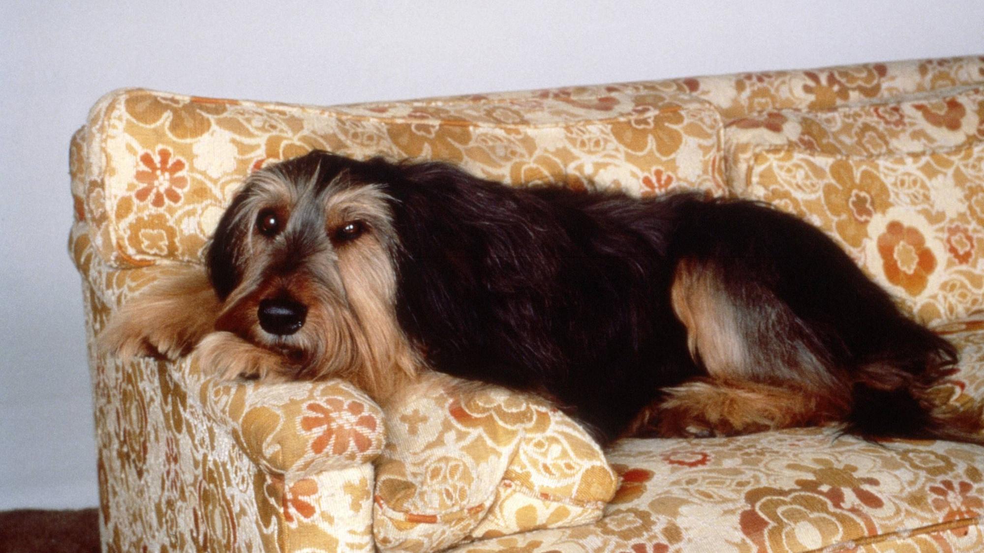 Hund Buck in „Eine schrecklich nette Familie“.