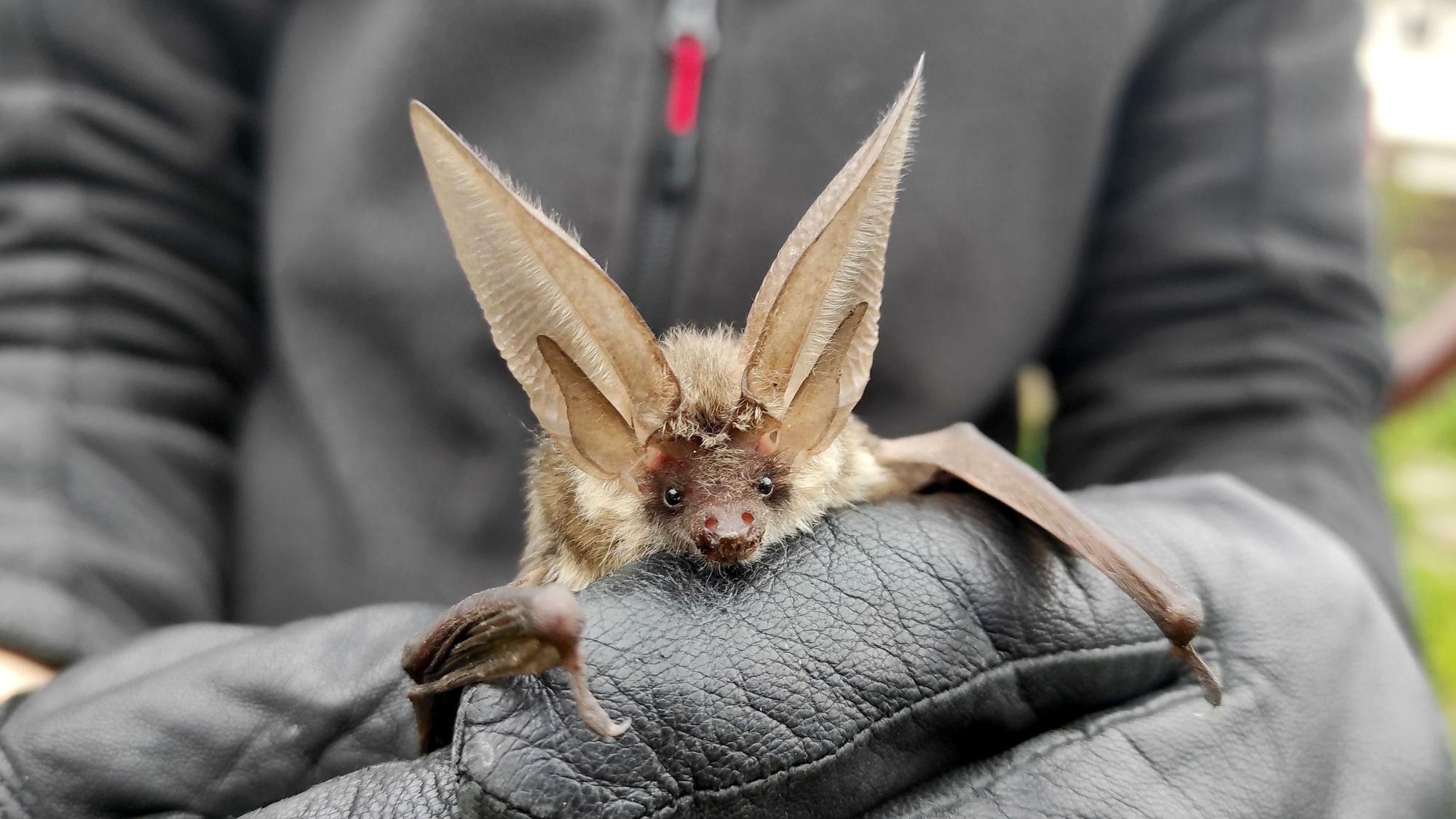 Eine Fledermaus (Graues Langohr) wird in der behandschuhten Hand einer Person festgehalten.