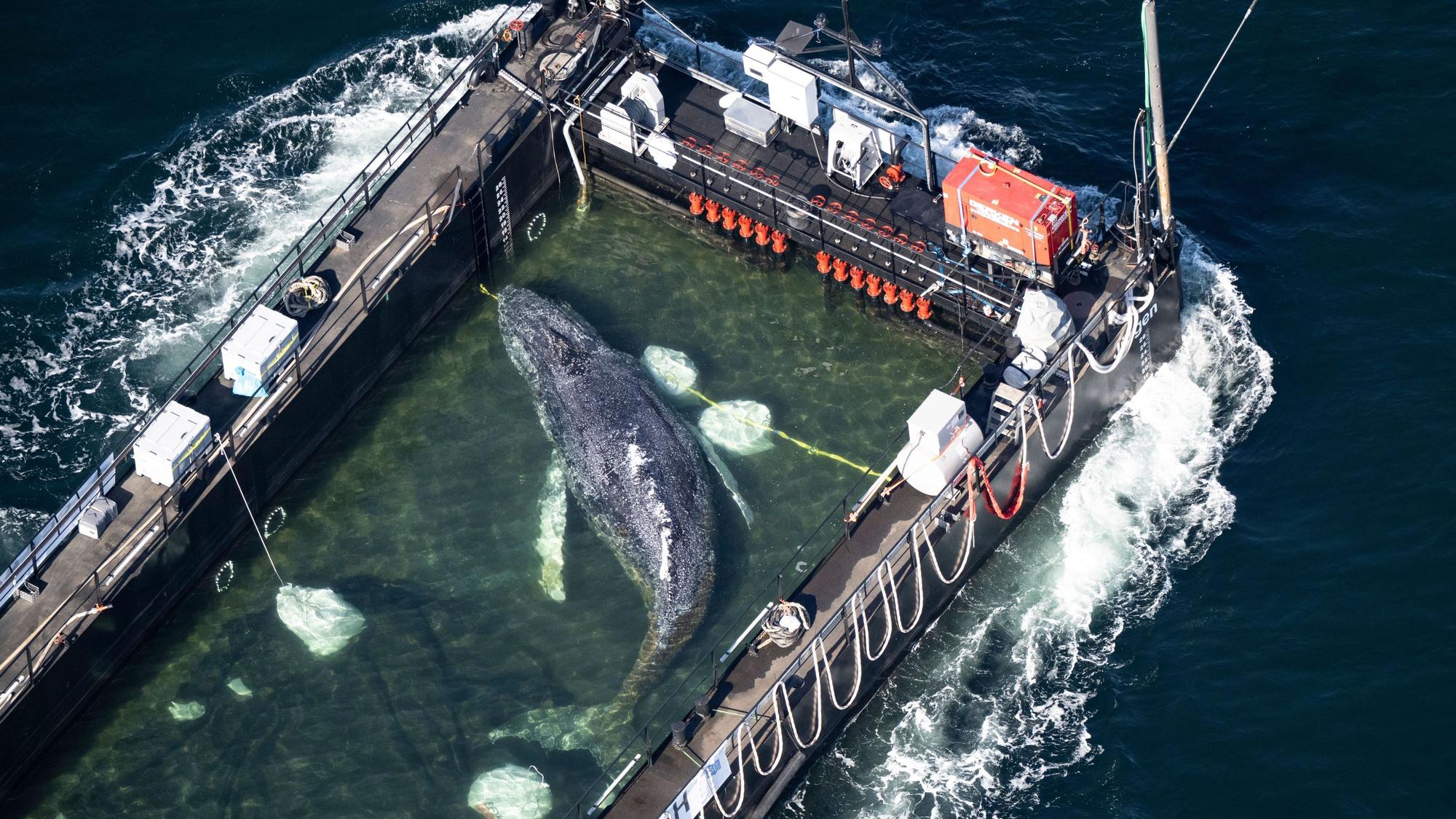 Der Wal wurde in einem gefluteten Lastschiff transportiert (Aufnahme aus einem Flugzeug).
