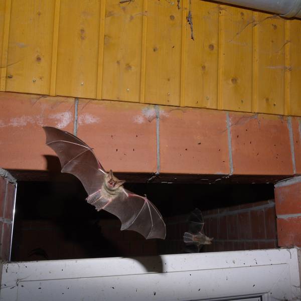 Eine Fledermaus mit ausgebreiteten Flügeln beim Verlassen der Wochenstube in der Schleidener Schlosskirche.