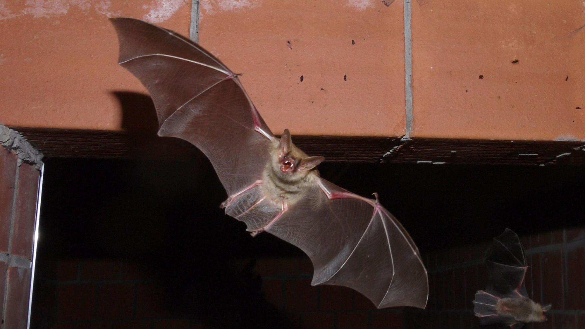 Eine Fledermaus mit ausgebreiteten Flügeln beim Verlassen der Wochenstube in der Schleidener Schlosskirche.