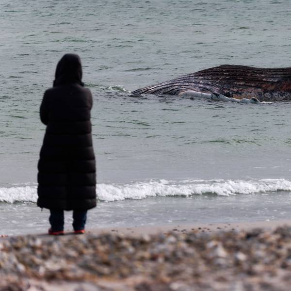 Tierärztin Anne Herrschaft steht am Ufer unweit vom toten Buckelwal.