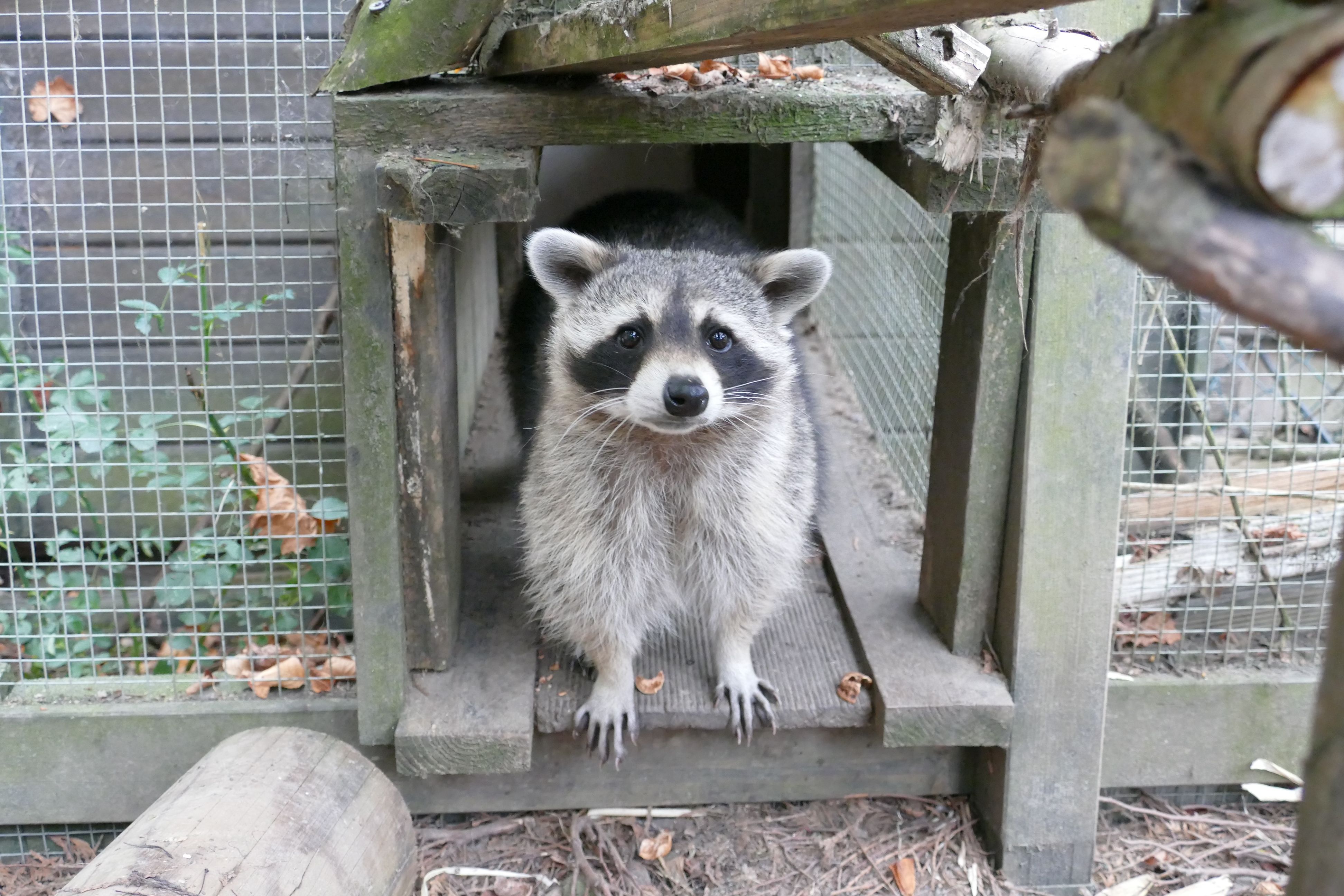 Im Wildpark in Nideggen können Waschbären gefüttert werden. (Symbolbild)