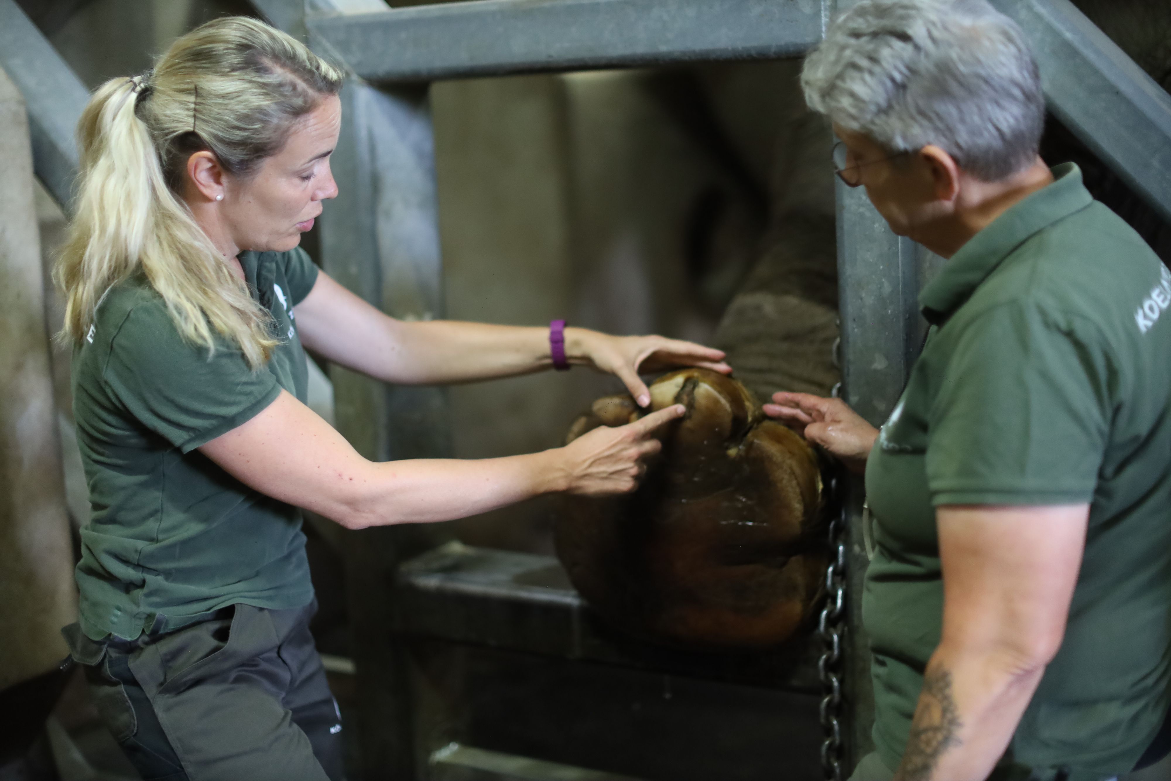 16.07.2026, Köln: Reportage Tierärztin im Kölner Zoo - Die Elefanten. Leitkuh Kreeblamduan hat eine Entzündung am Fuß. Nun muss Dr. Sandra Marcordes und Revierleiterin Elefanten Ingrid Wallner (v.l.) zu Hilfe eilen. Foto: Arton Krasniqi