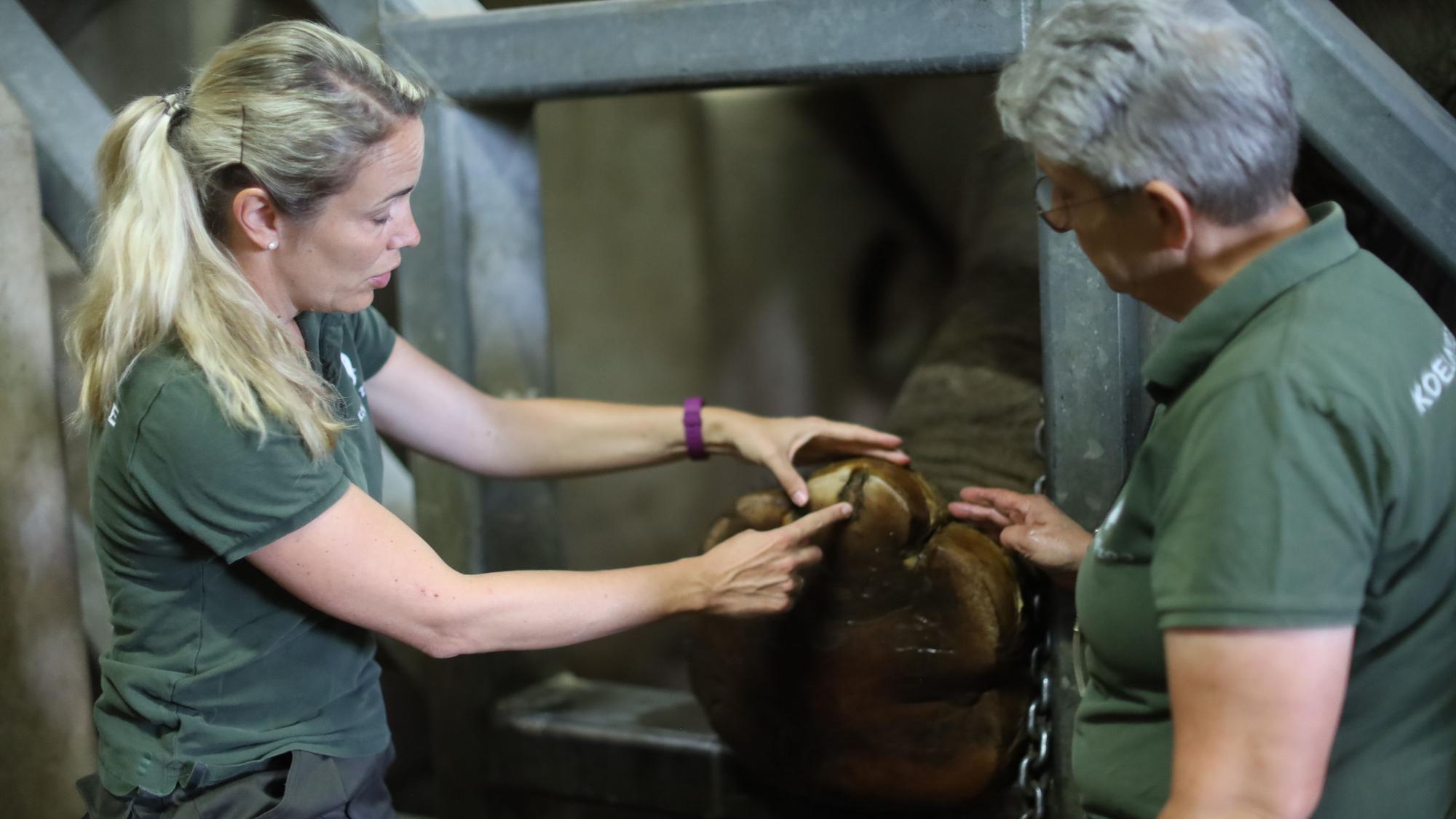 16.07.2026, Köln: Reportage Tierärztin im Kölner Zoo - Die Elefanten. Leitkuh Kreeblamduan hat eine Entzündung am Fuß. Nun muss Dr. Sandra Marcordes und Revierleiterin Elefanten Ingrid Wallner (v.l.) zu Hilfe eilen. Foto: Arton Krasniqi