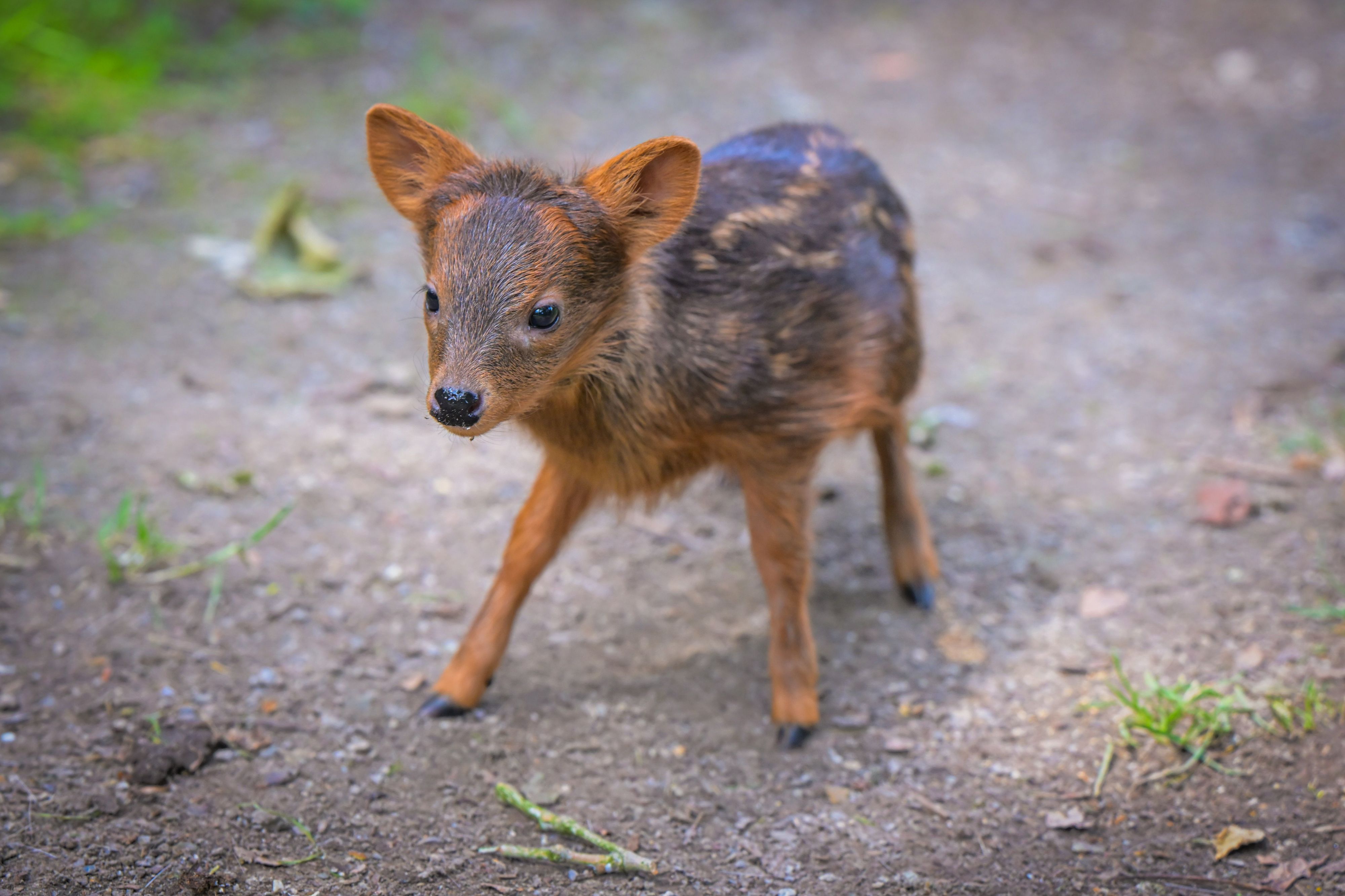 Hirsch-Weibchen Yenai, Nachwuchs der Südpudus im Kölner Zoo