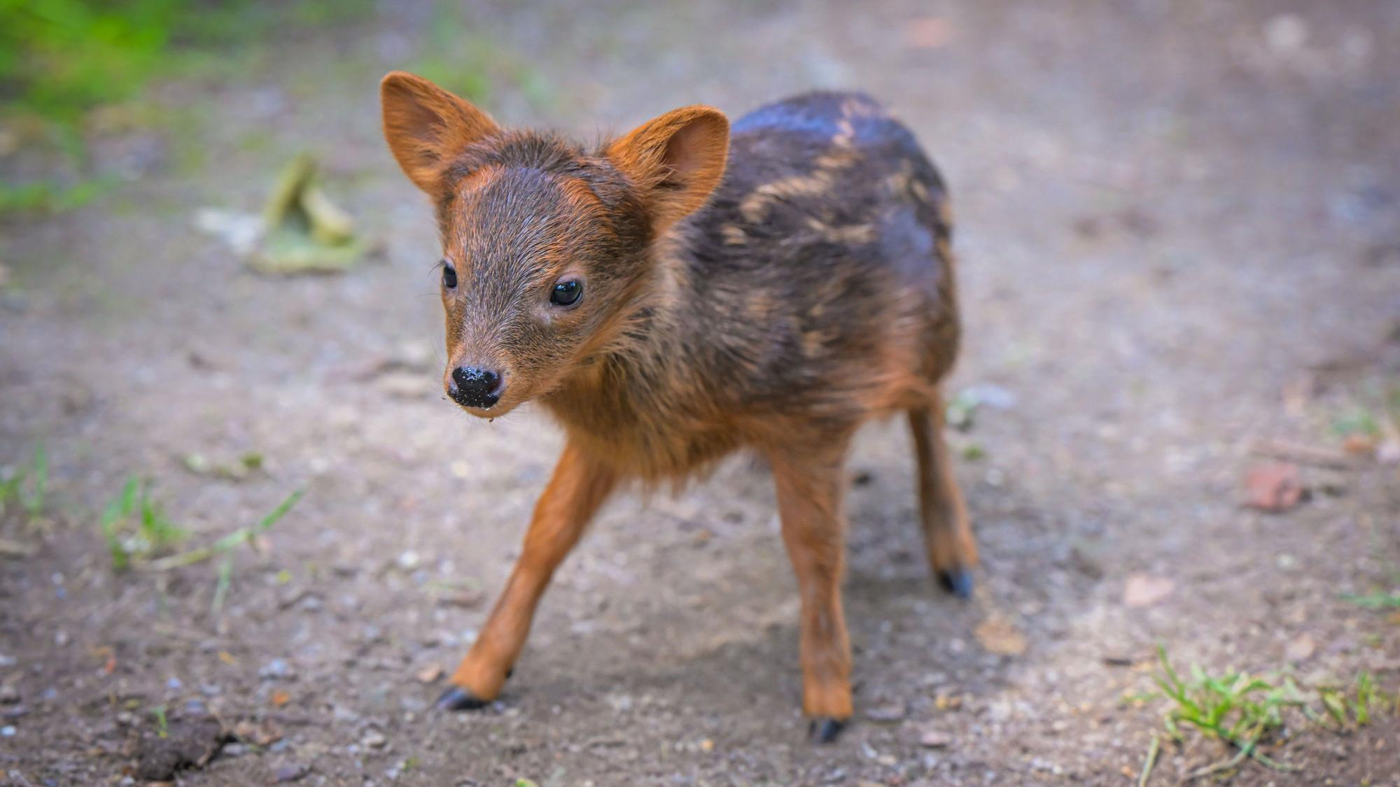 Hirsch-Weibchen Yenai, Nachwuchs der Südpudus im Kölner Zoo