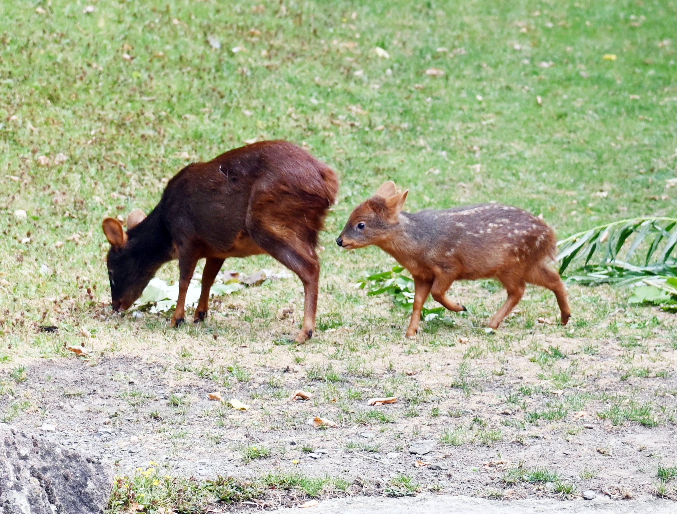 Pudu-Weibchen „Yenai“ im Kölner Zoo
