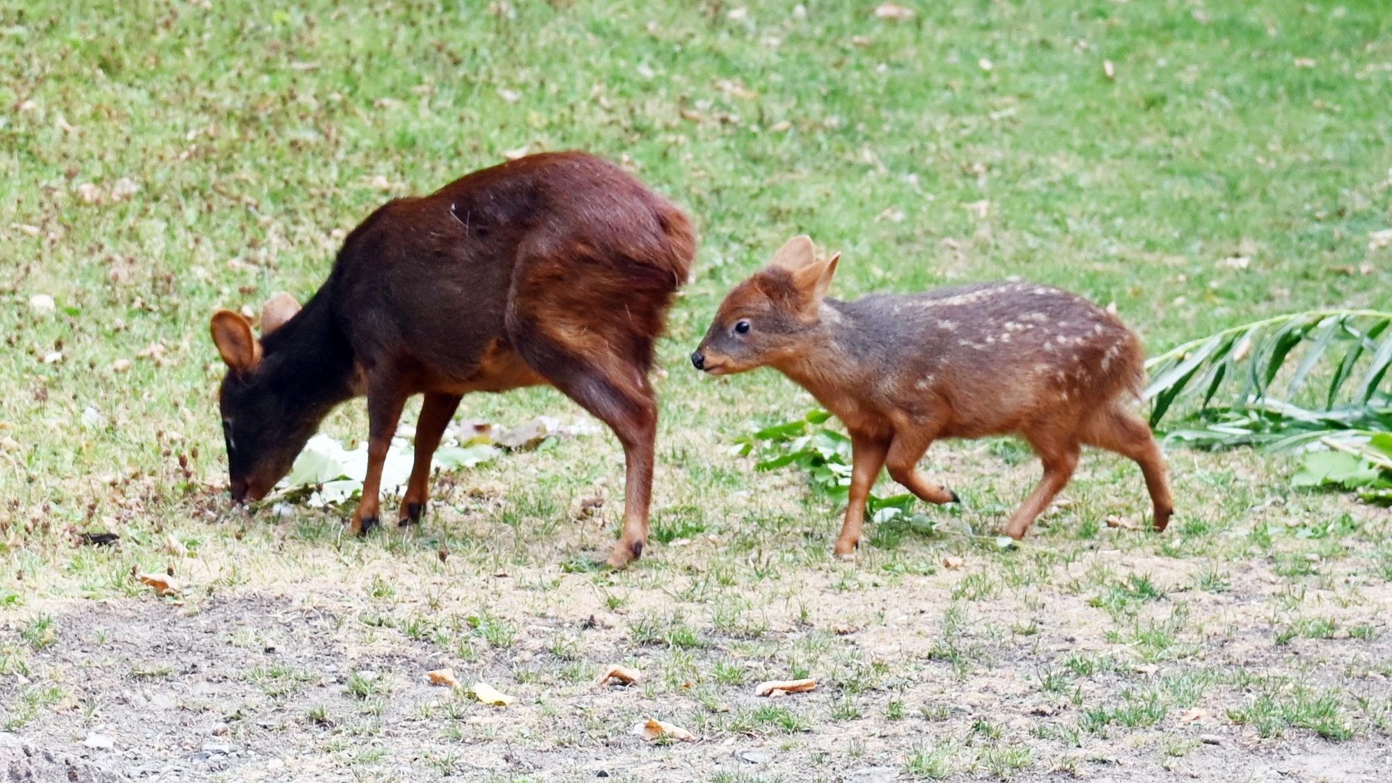 Pudu-Weibchen „Yenai“ im Kölner Zoo