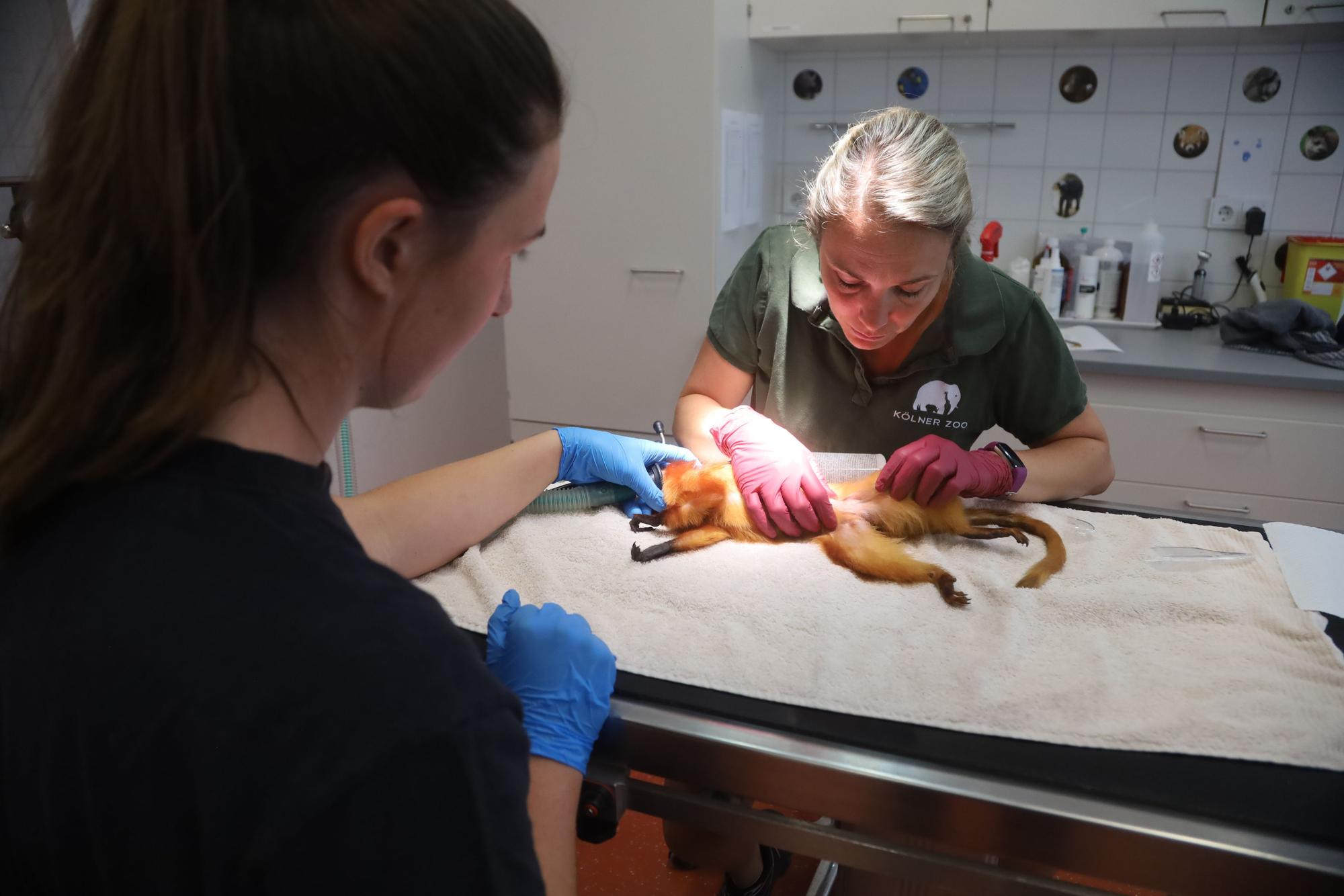 16.07.2026, Köln: Tierärztin Dr. Sandra Marcordes und Praktikantin Ida de Castillo (v.r.) in der Praxis am Zoo. Heute steht eine Affen Operation an. Nahla, ein Goldgelber Löwenaffe, ist mehrfache Mutter und bekommt nun ein Verhütungsimplantat eingesetzt. Foto: Arton Krasniqi