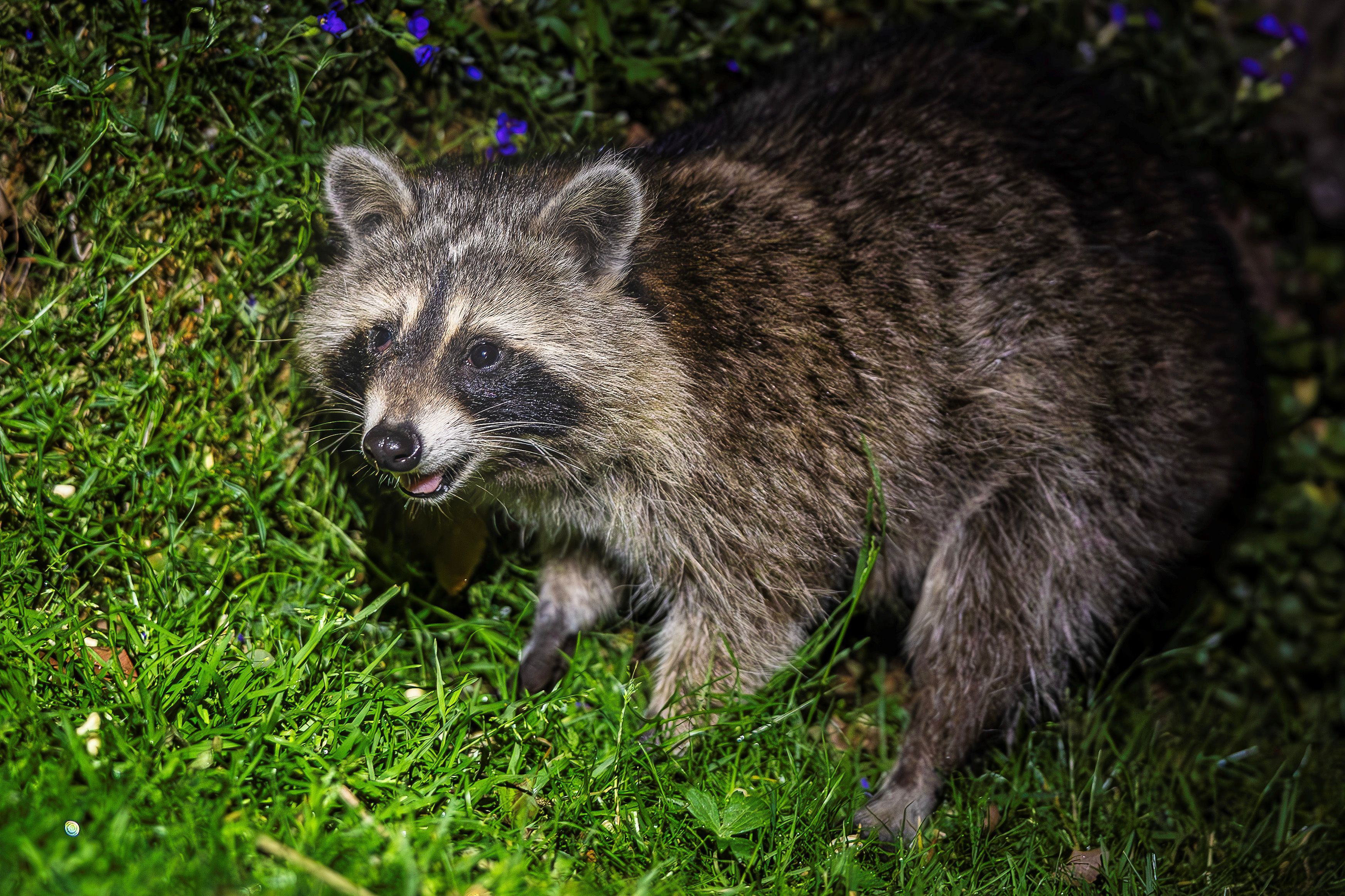 Das Bild zeigt einen Waschbären in einem Garten in der Eifel.