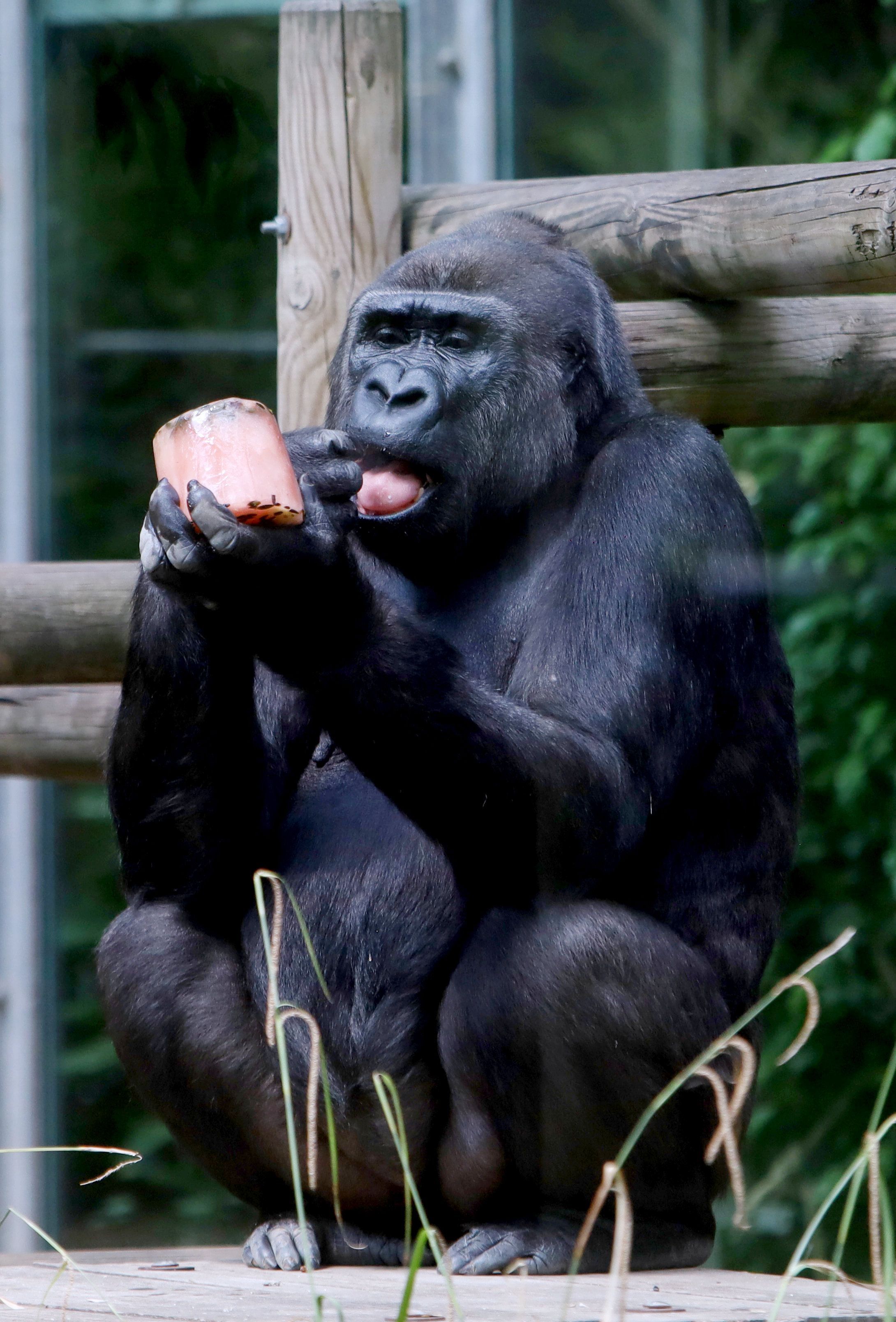 14.07.2026, Köln: Eiszeit im Kölner Zoo: Auch die Gorillas freuen sich bei den sommerlichen Temperaturen über eine erfrischende Abkühlung. Dafür gibt es einen besonderen Eis-Snack: gefrorenen Früchtetee mit Nüssen und Apfelstücken. Eine leckere und willkommene Erfrischung. Foto: Arton Krasniqi