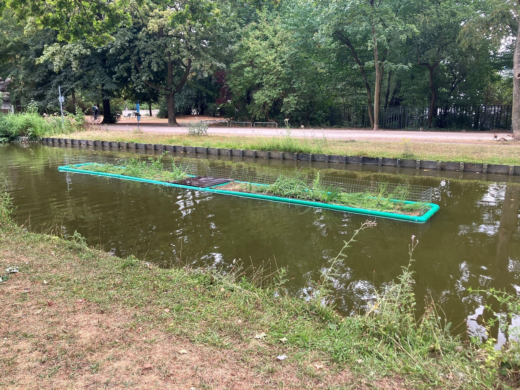 Die neue Pflanzinsel im Rautenstrauchkanal