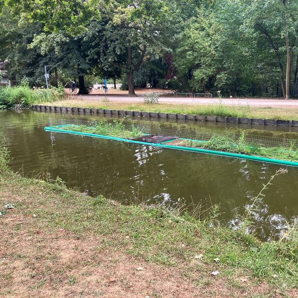Die neue Pflanzinsel im Rautenstrauchkanal