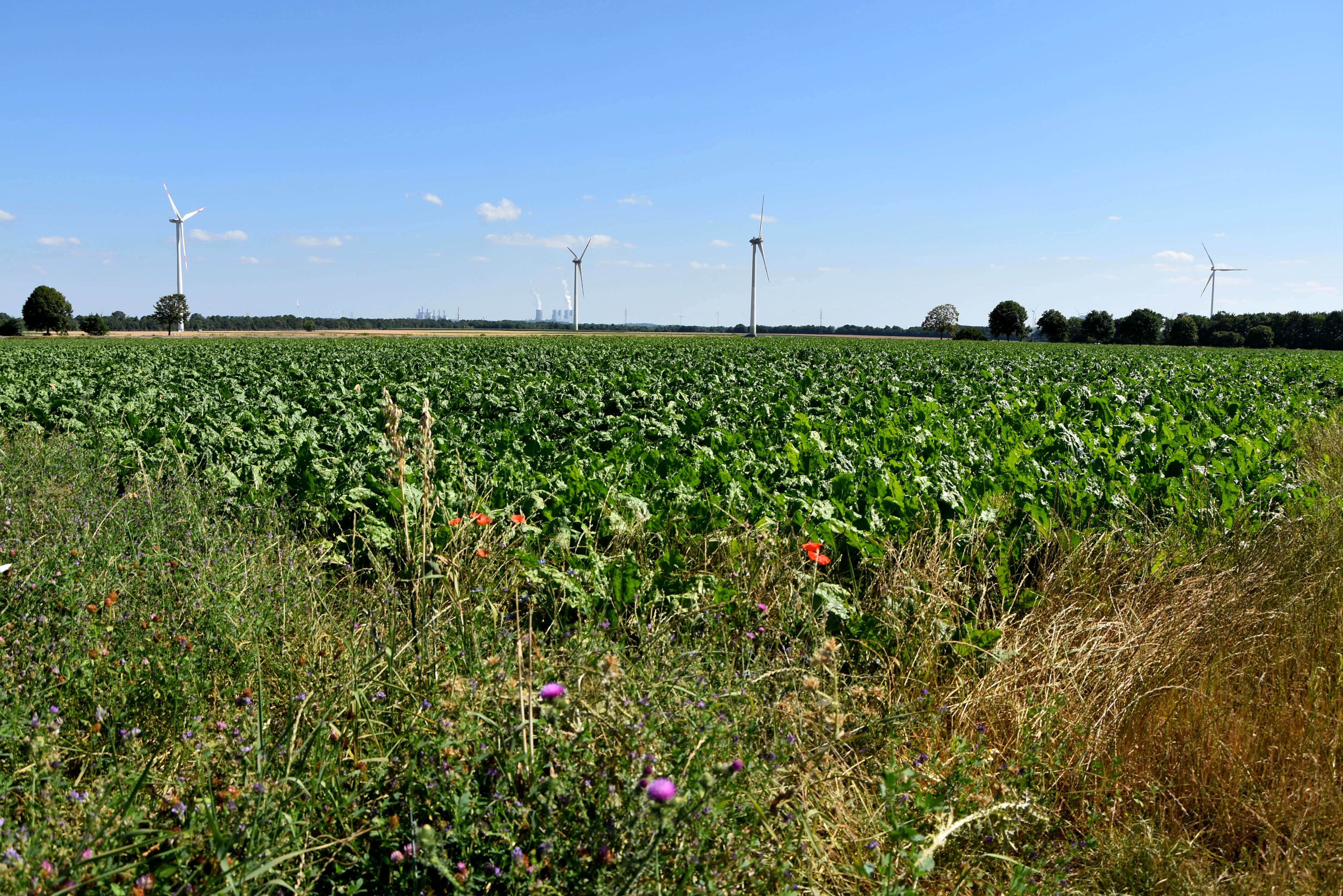 Zu sehen ist ein weites Feld, im Hintergrund stehen Windkraftanlagen.