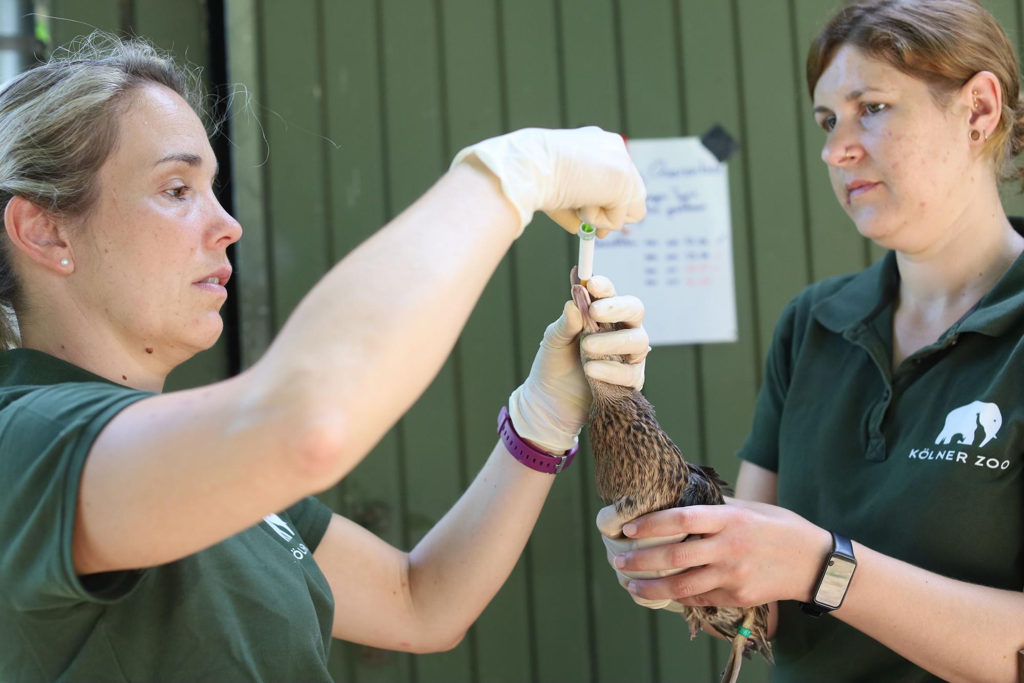 13.07.2026, Köln: Enten werden Entwurmt: Reportage Kölner Zoo mit Tierärztin Dr. Sandra Marcordes und Tierärztin Elisabeth Hembach (v.l.). Foto: Arton Krasniqi