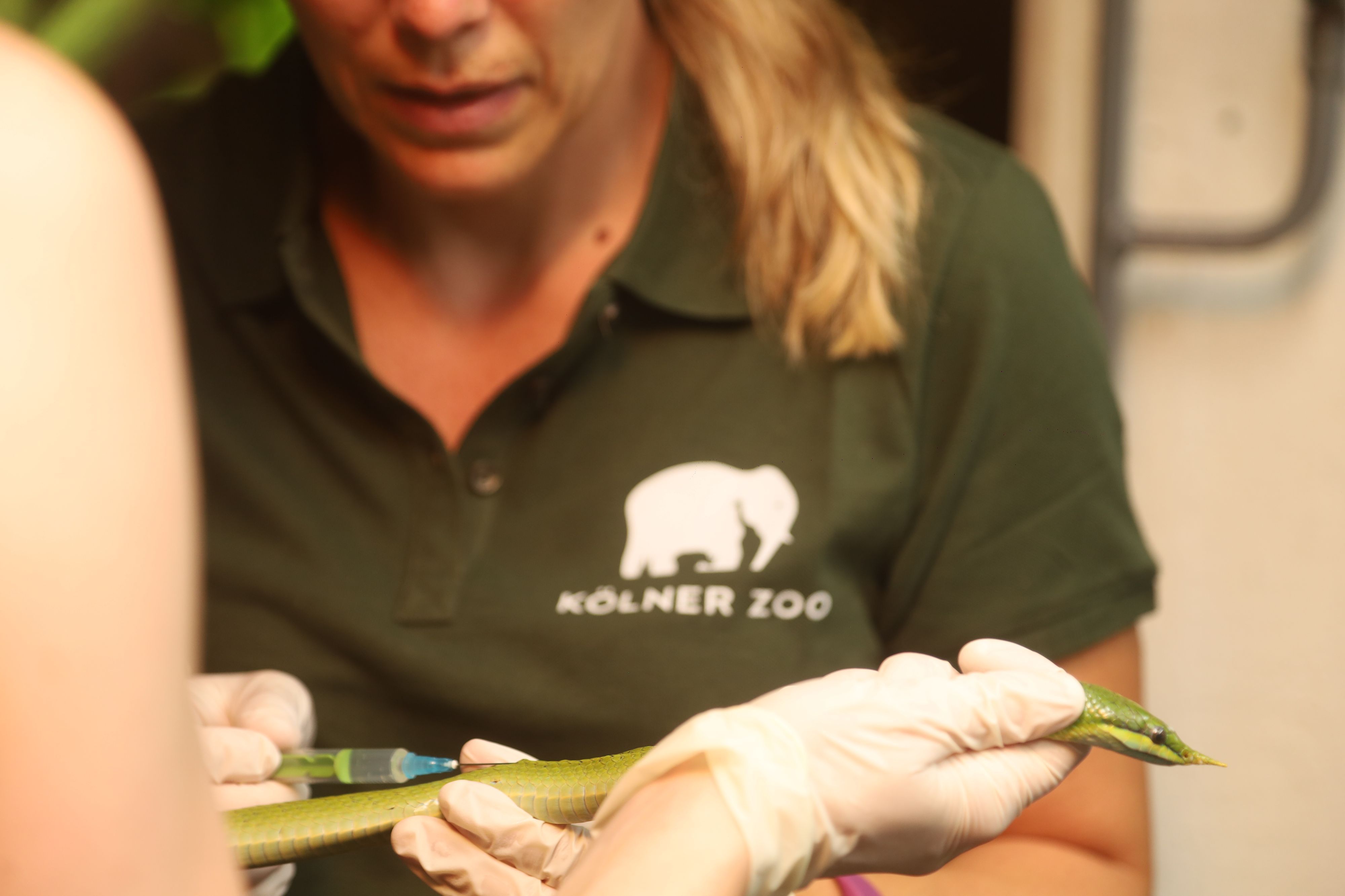 13.07.2026, Köln: Reportage Kölner Zoo mit Tierärztin Dr. Sandra Marcordes. Eine Langnasennatter hat Hautprobleme und bekommt eine Spritze. Foto: Arton Krasniqi