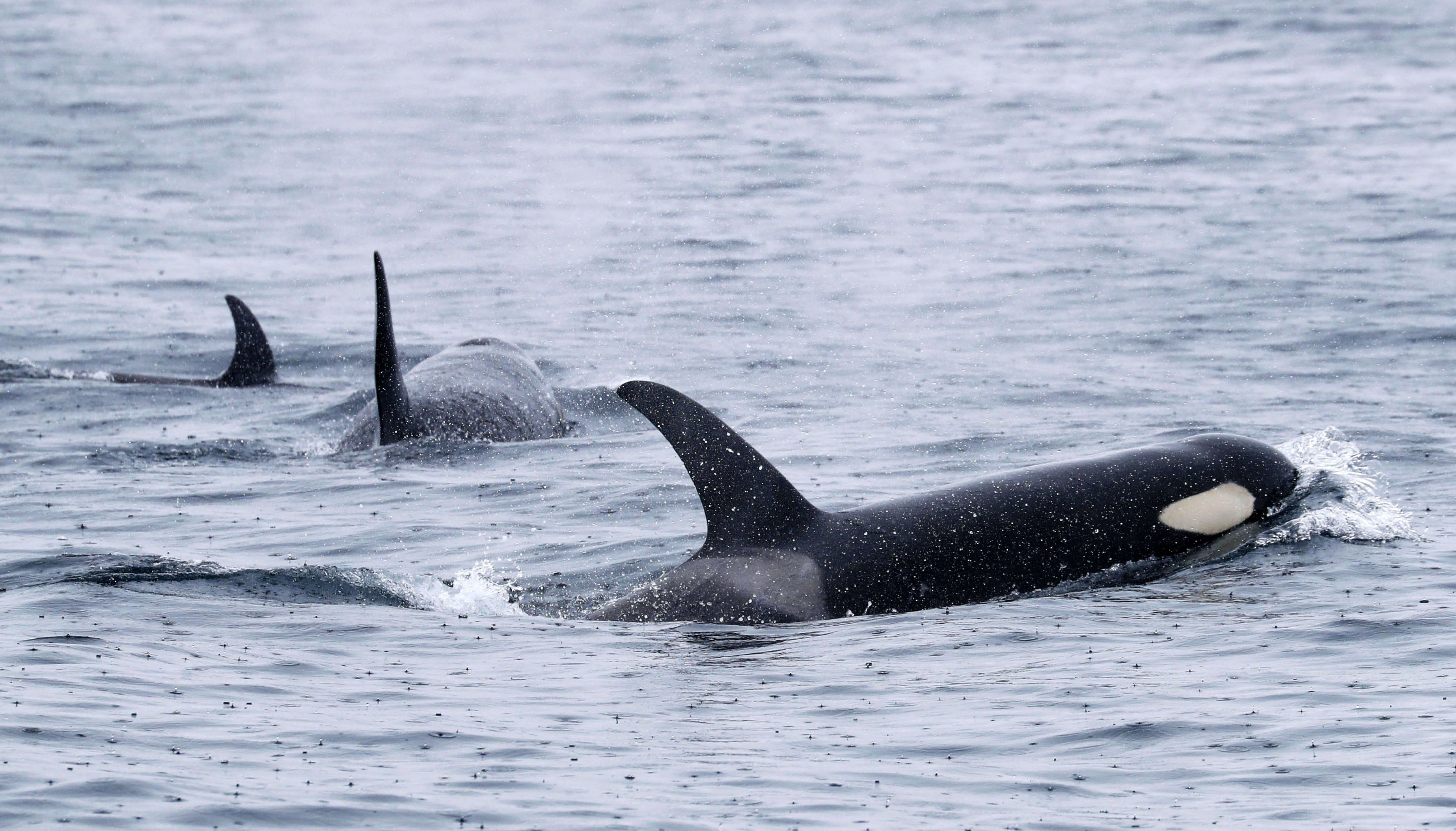 Ungew-hnlicher-Vorfall-Orcas-versenken-Segelyacht-vor-spanischer-K-ste