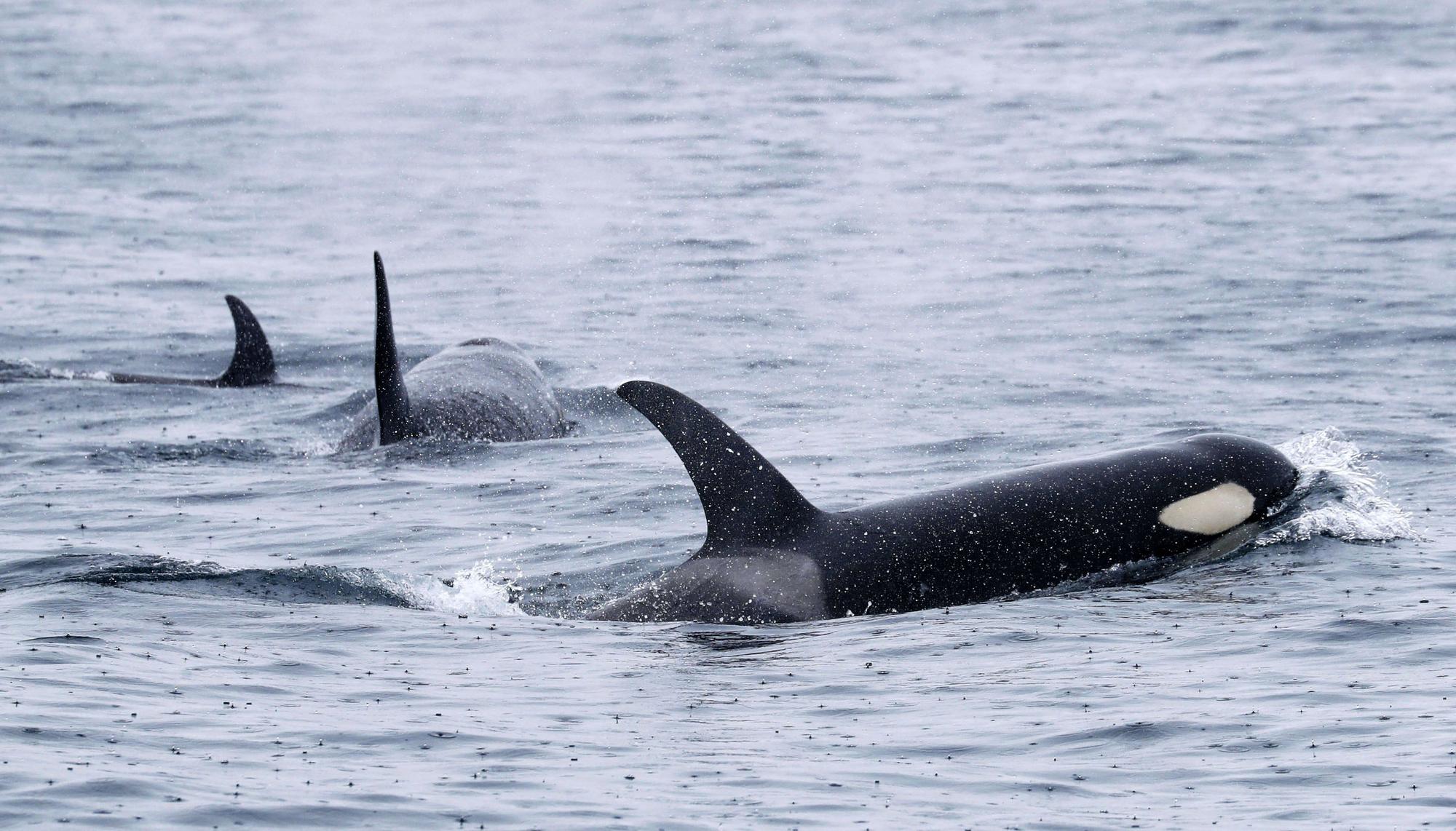 Orcas schwimmen im offenen Meer.