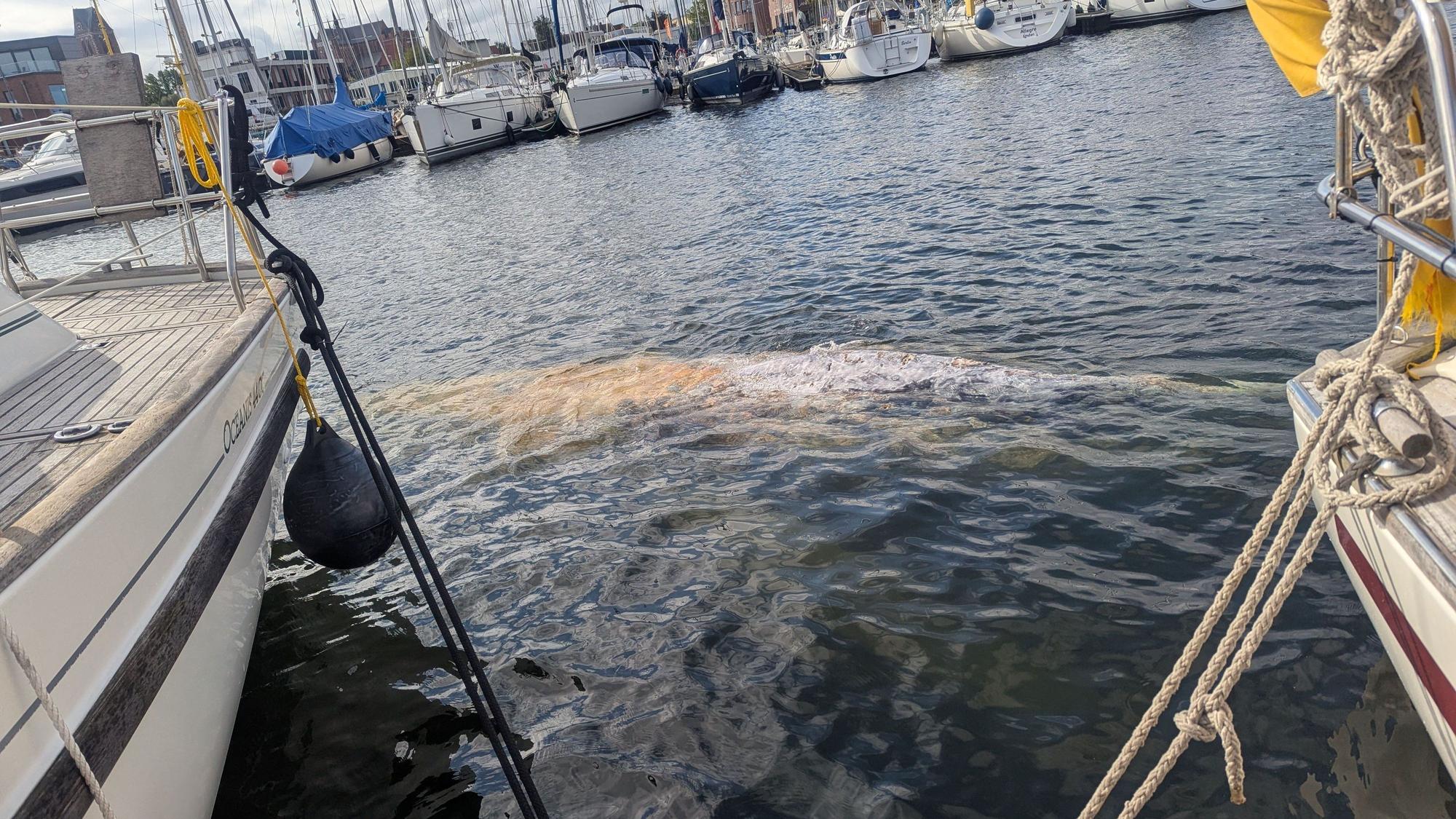 Wismar: Im Hafen schwimmt am Montag (27. Juli) ein großer Wal.