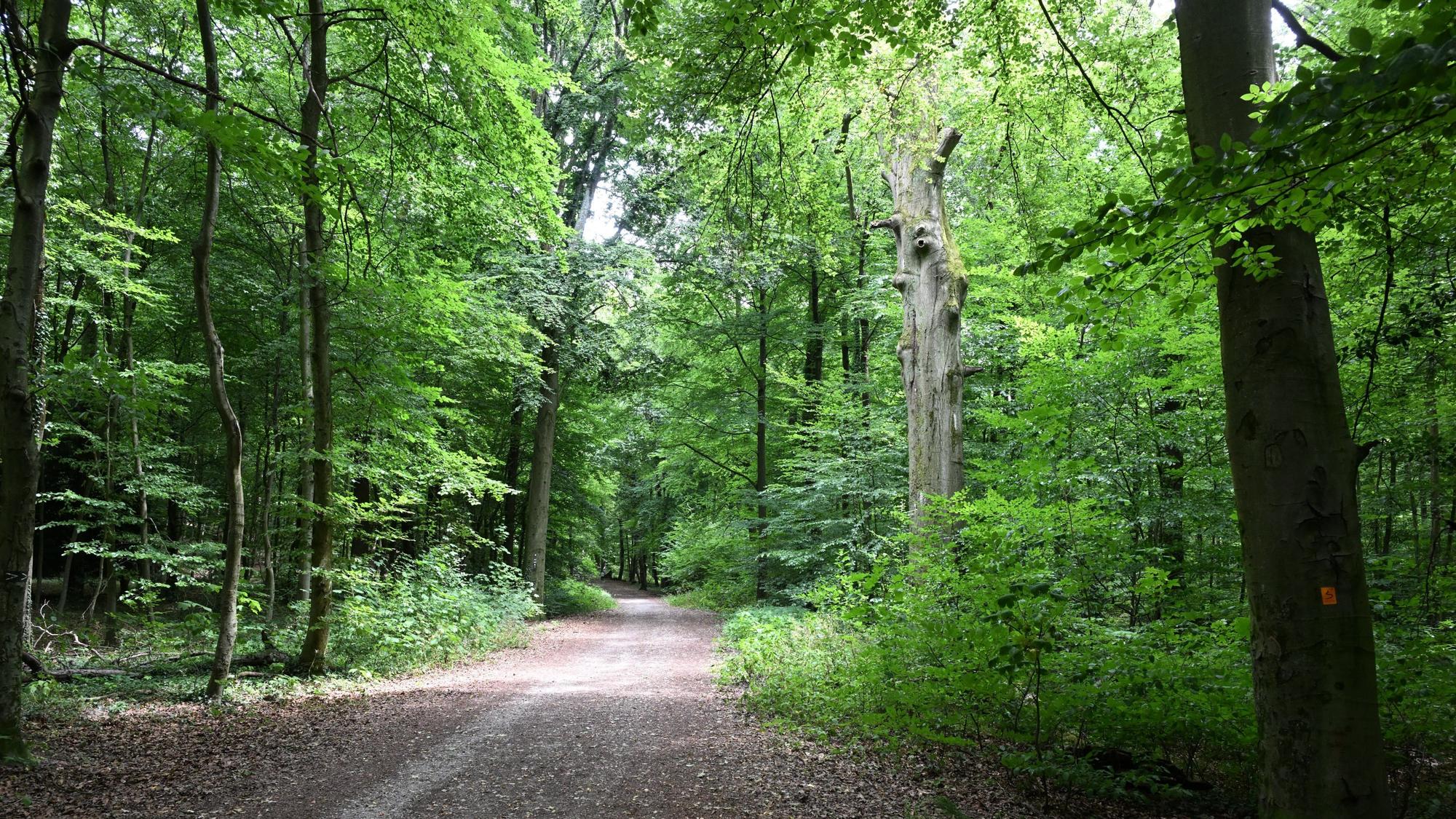 Rechts und links vom Weg stehen hohe Bäume.