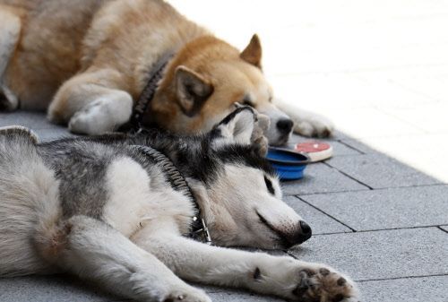 Ein Hund frisst Grashalme