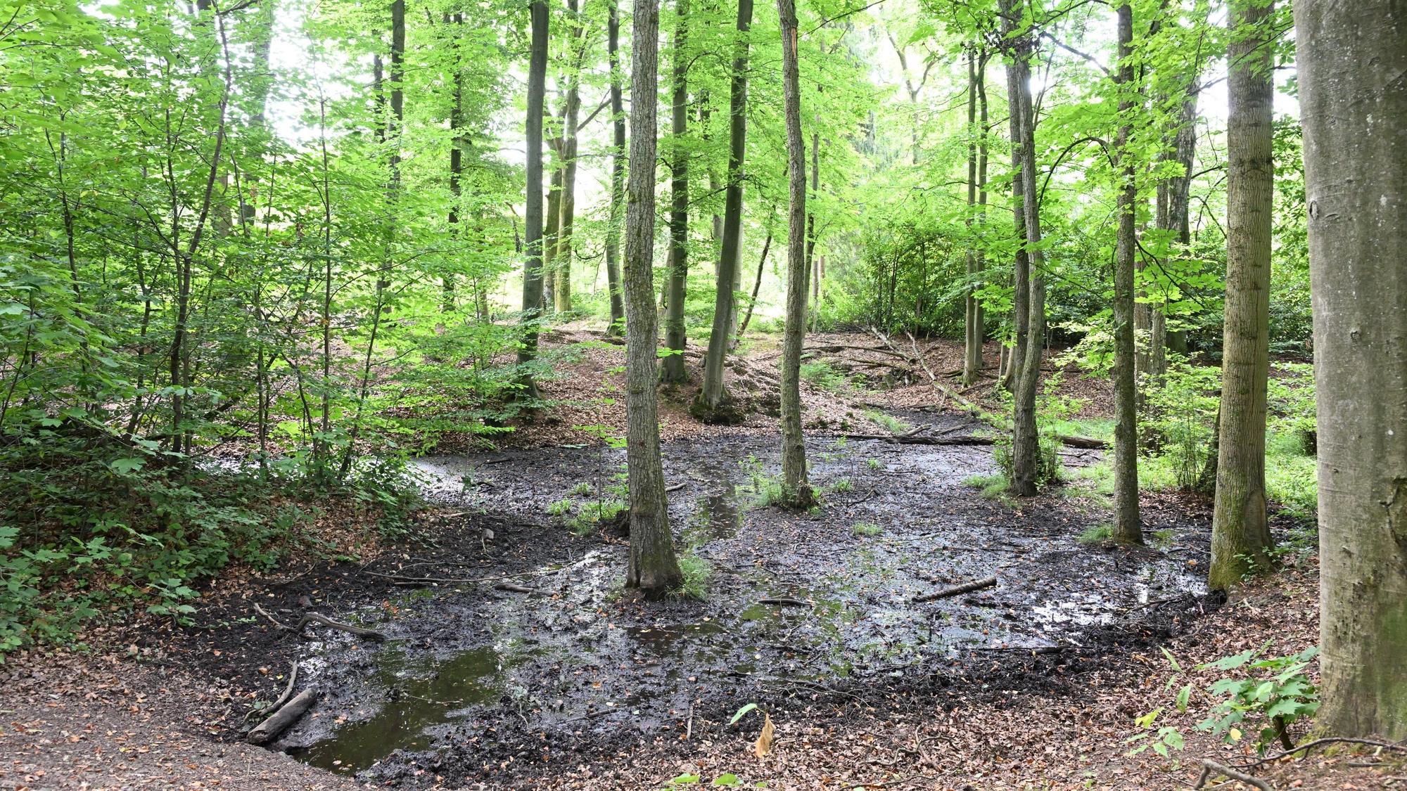 Kleine Pfützen umspülen die Baumstämme.