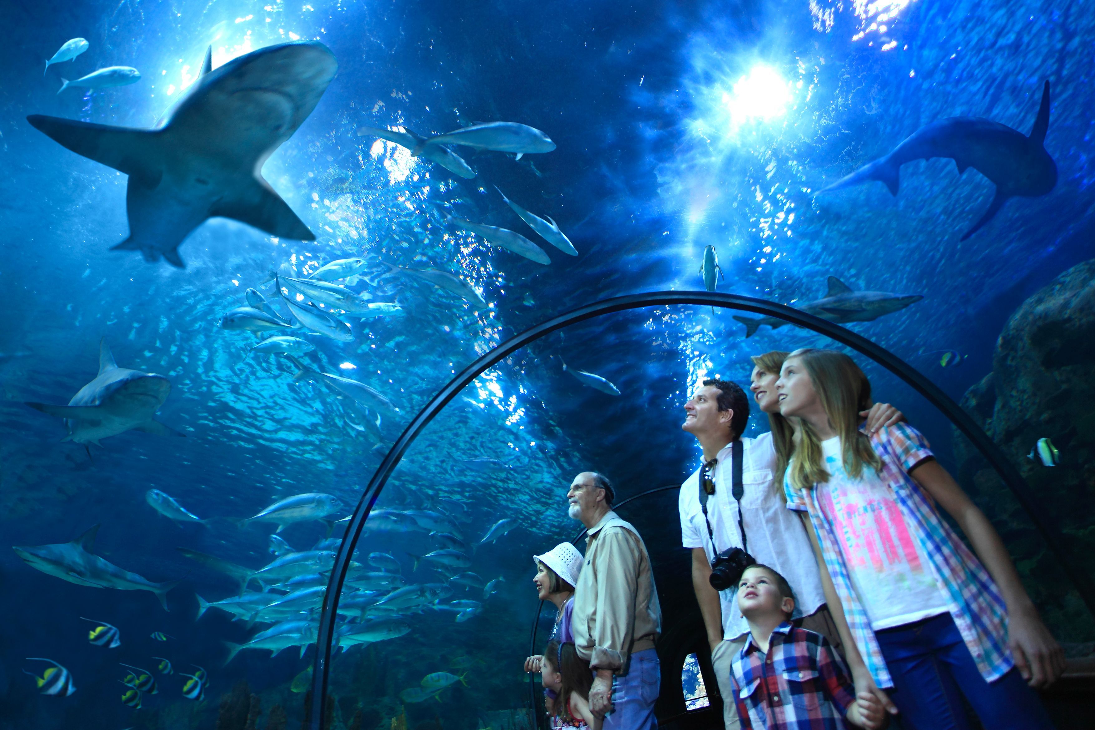 Die Haie und Orcas können im Loro Parque auch von unterhalb der Wasserbecken bewundert werden.