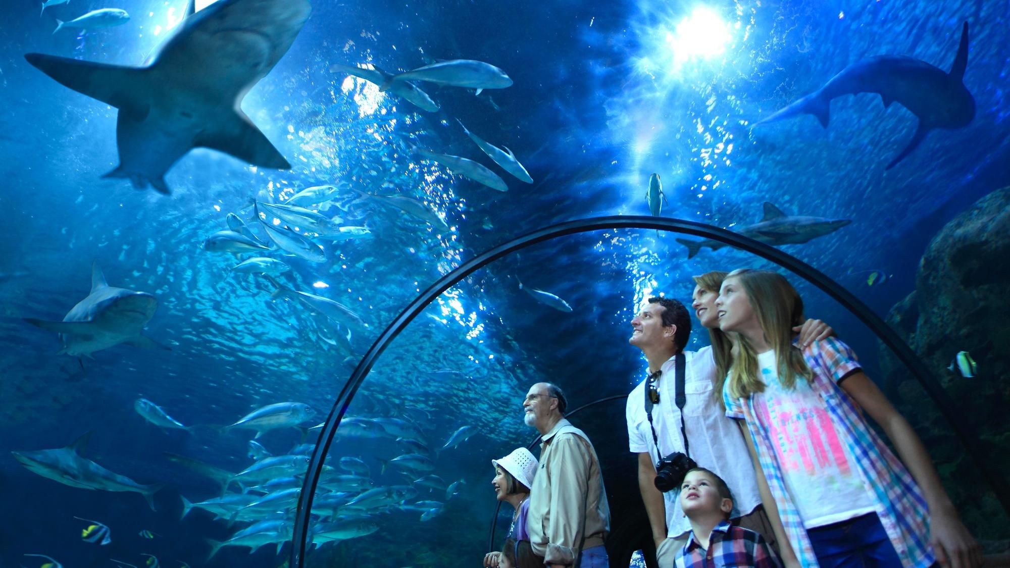 Die Haie und Orcas können im Loro Parque auch von unterhalb der Wasserbecken bewundert werden.