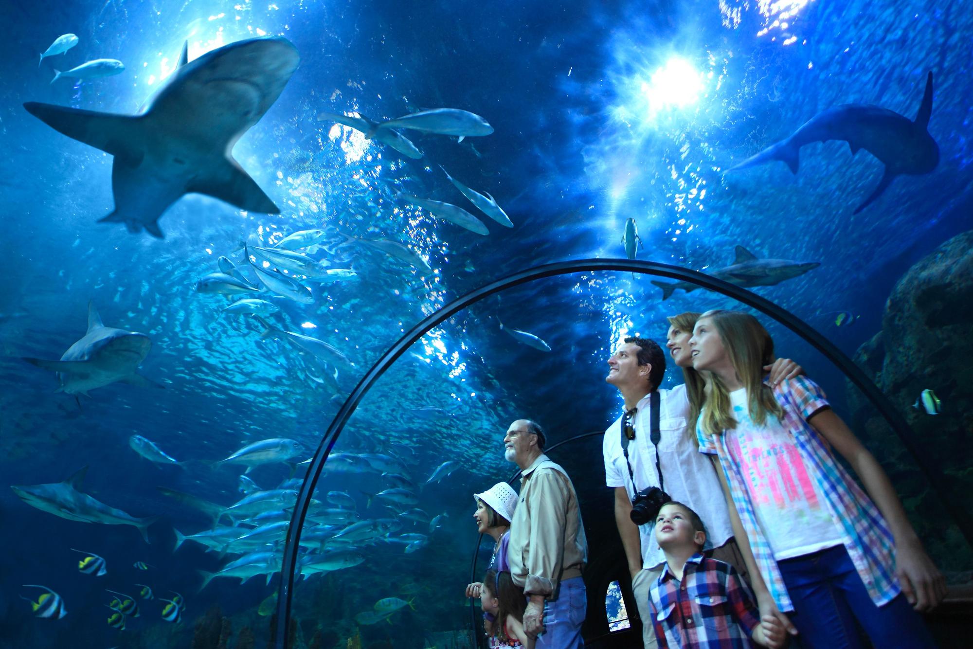 Die Haie und Orcas können im Loro Parque auch von unterhalb der Wasserbecken bewundert werden.