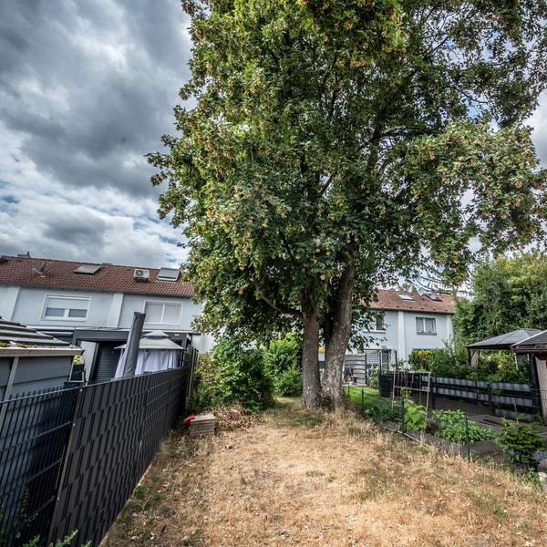Um einen Spitzahorn in einem WGL-Garten gibt es Streitigkeiten. Ein Nachbar will ihn weghaben. Bild: Ralf Krieger