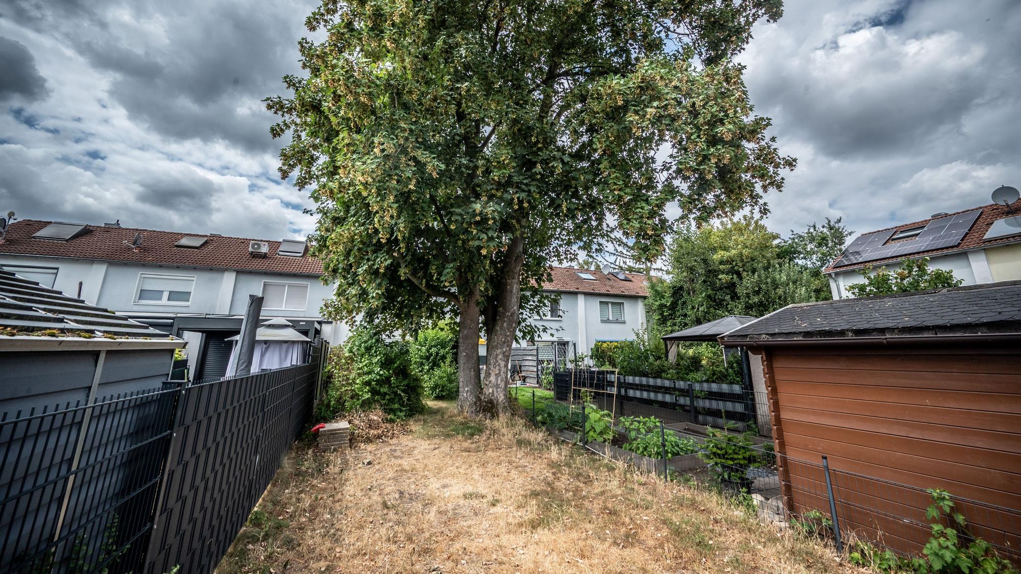 Um einen Spitzahorn in einem WGL-Garten gibt es Streitigkeiten. Ein Nachbar will ihn weghaben. Bild: Ralf Krieger