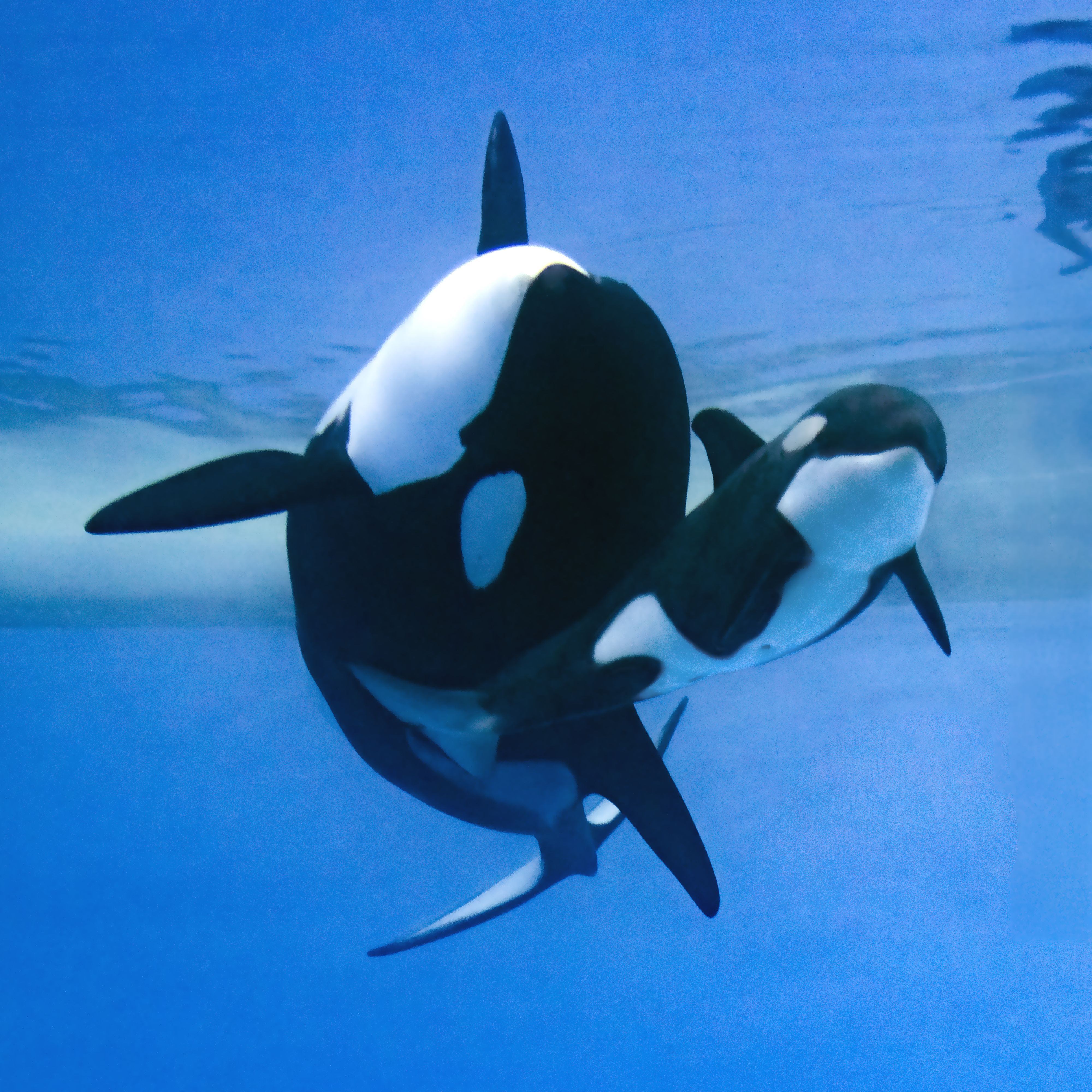 Auch Orcas mit Nachwuchs sind im Tierpark auf Teneriffa zu sehen.