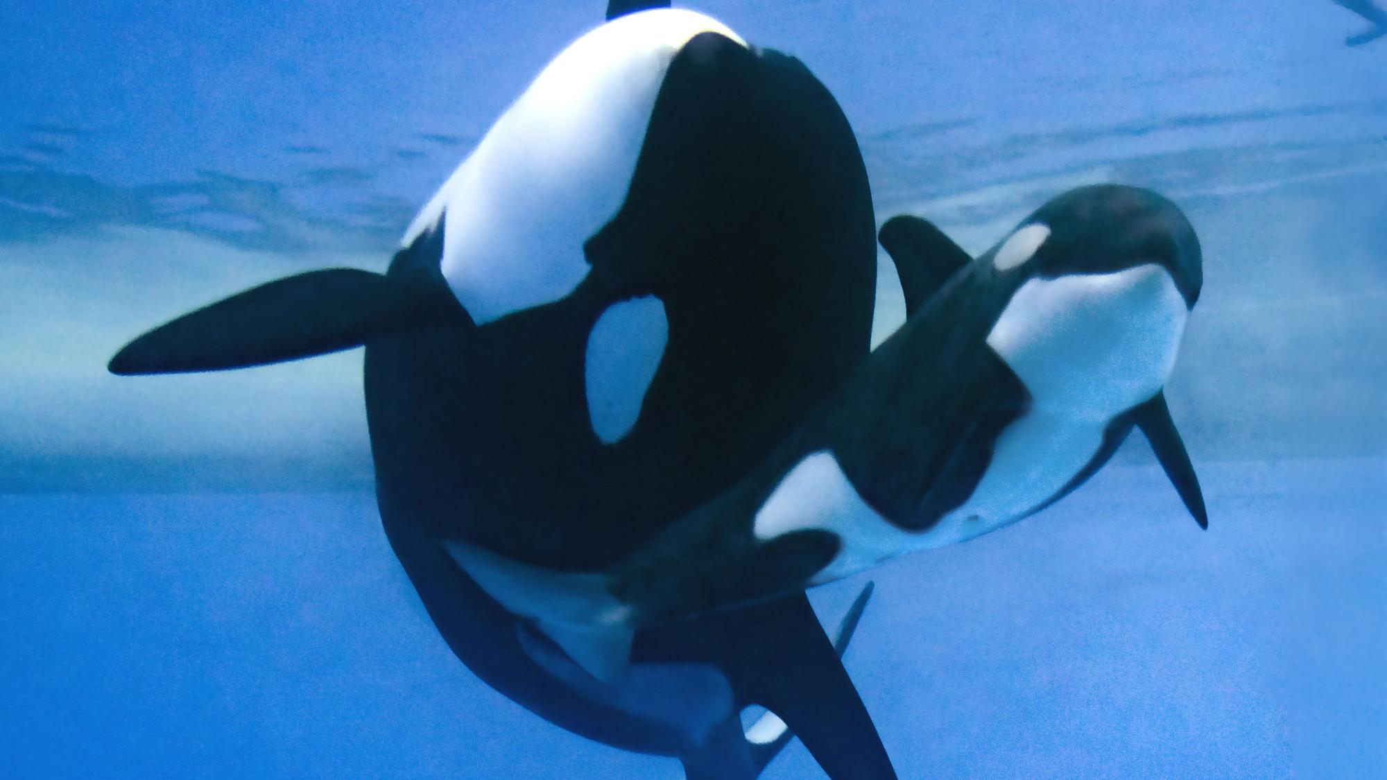 Auch Orcas mit Nachwuchs sind im Tierpark auf Teneriffa zu sehen.