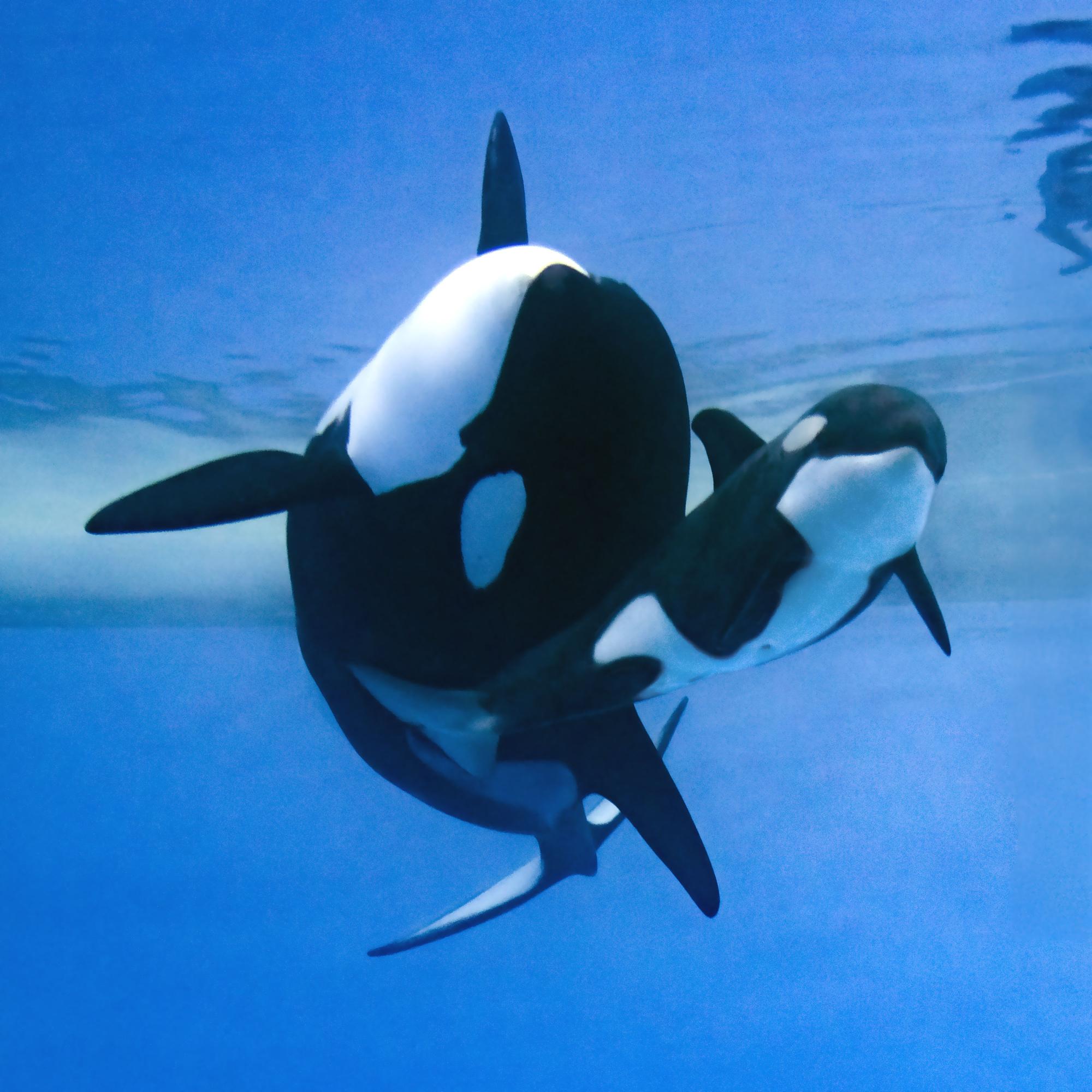 Auch Orcas mit Nachwuchs sind im Tierpark auf Teneriffa zu sehen.