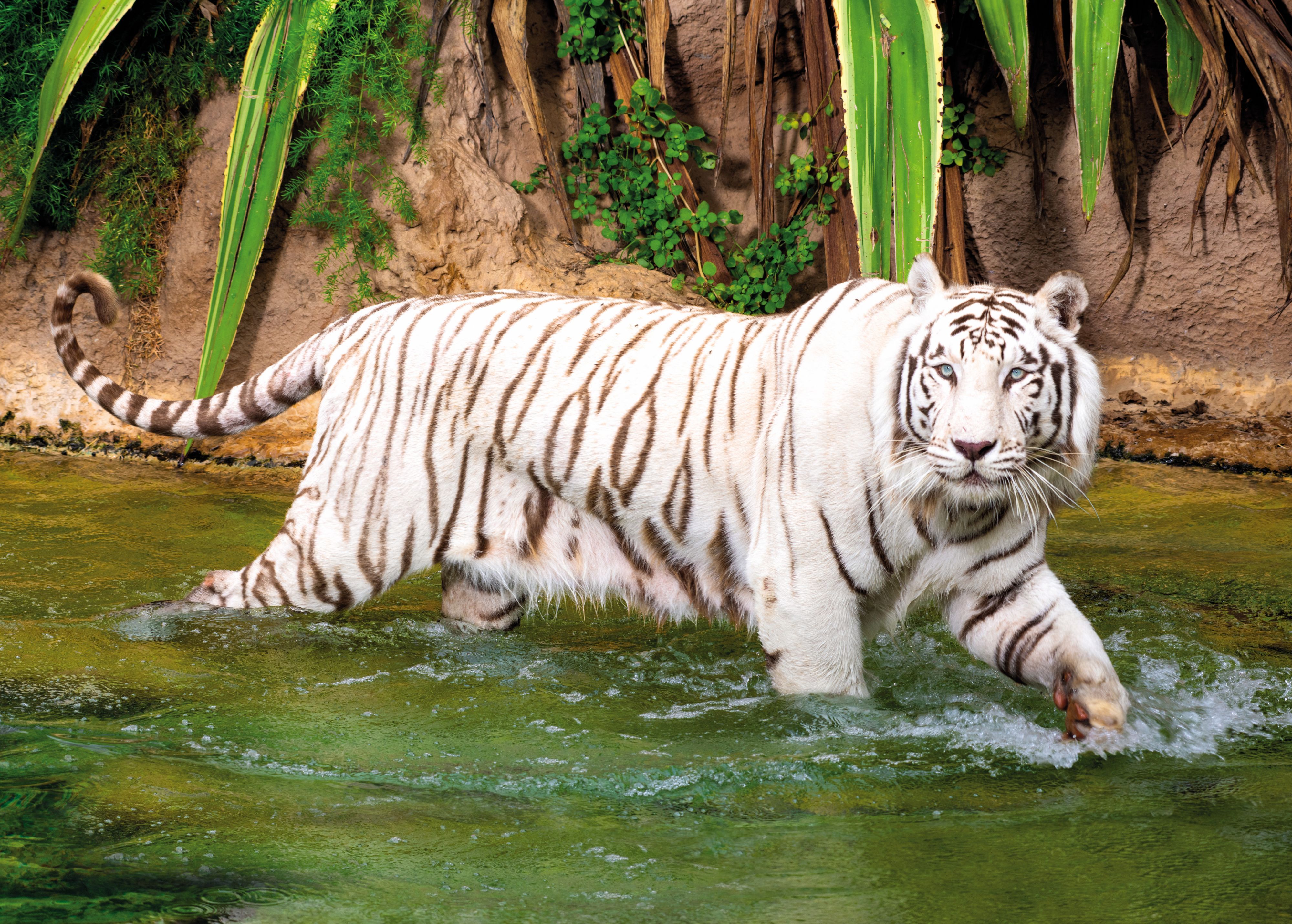 Auch für die Königstiger wurde im Loro Parque eine eigene Anlage gebaut.