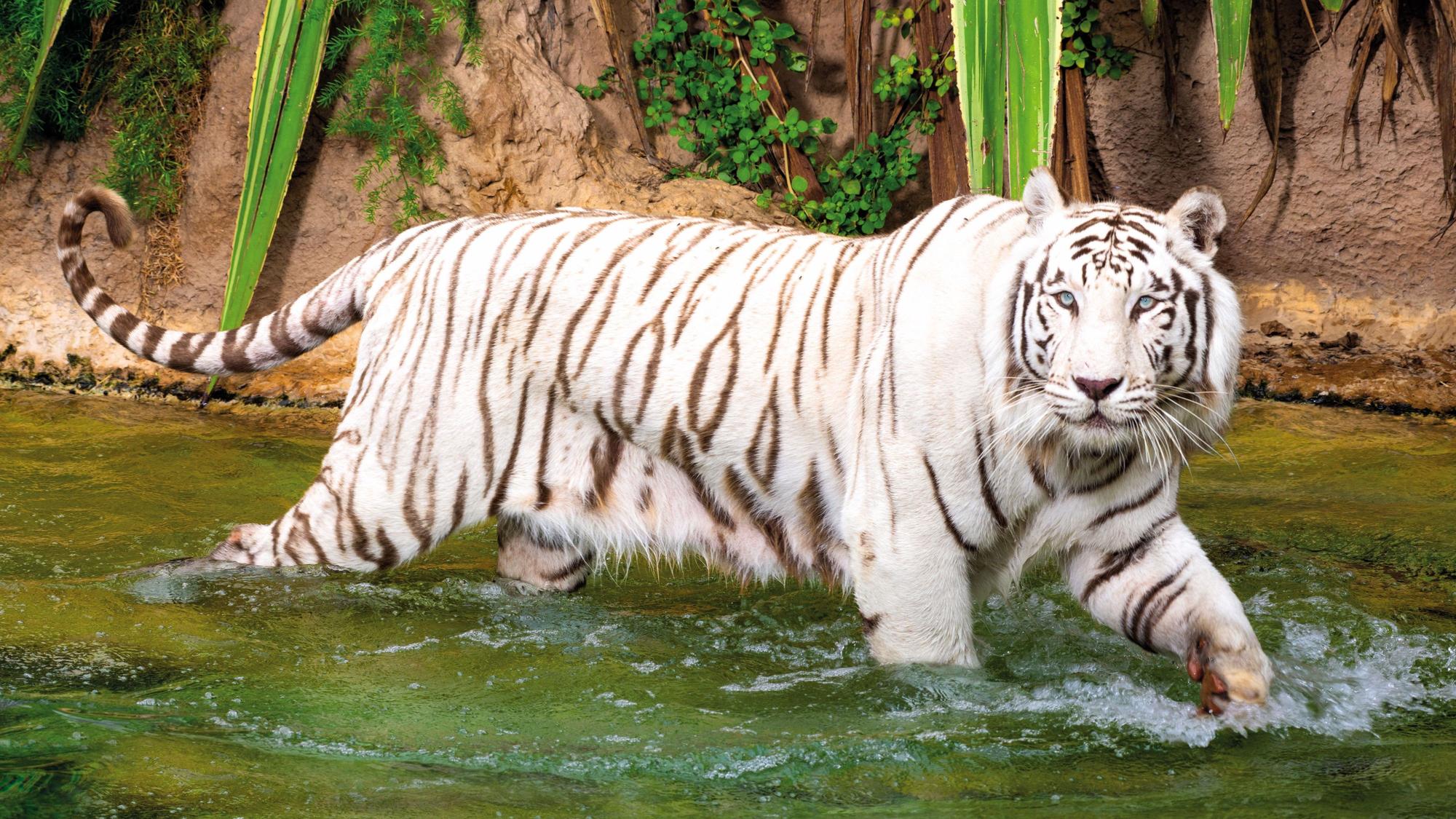 Auch für die Königstiger wurde im Loro Parque eine eigene Anlage gebaut.