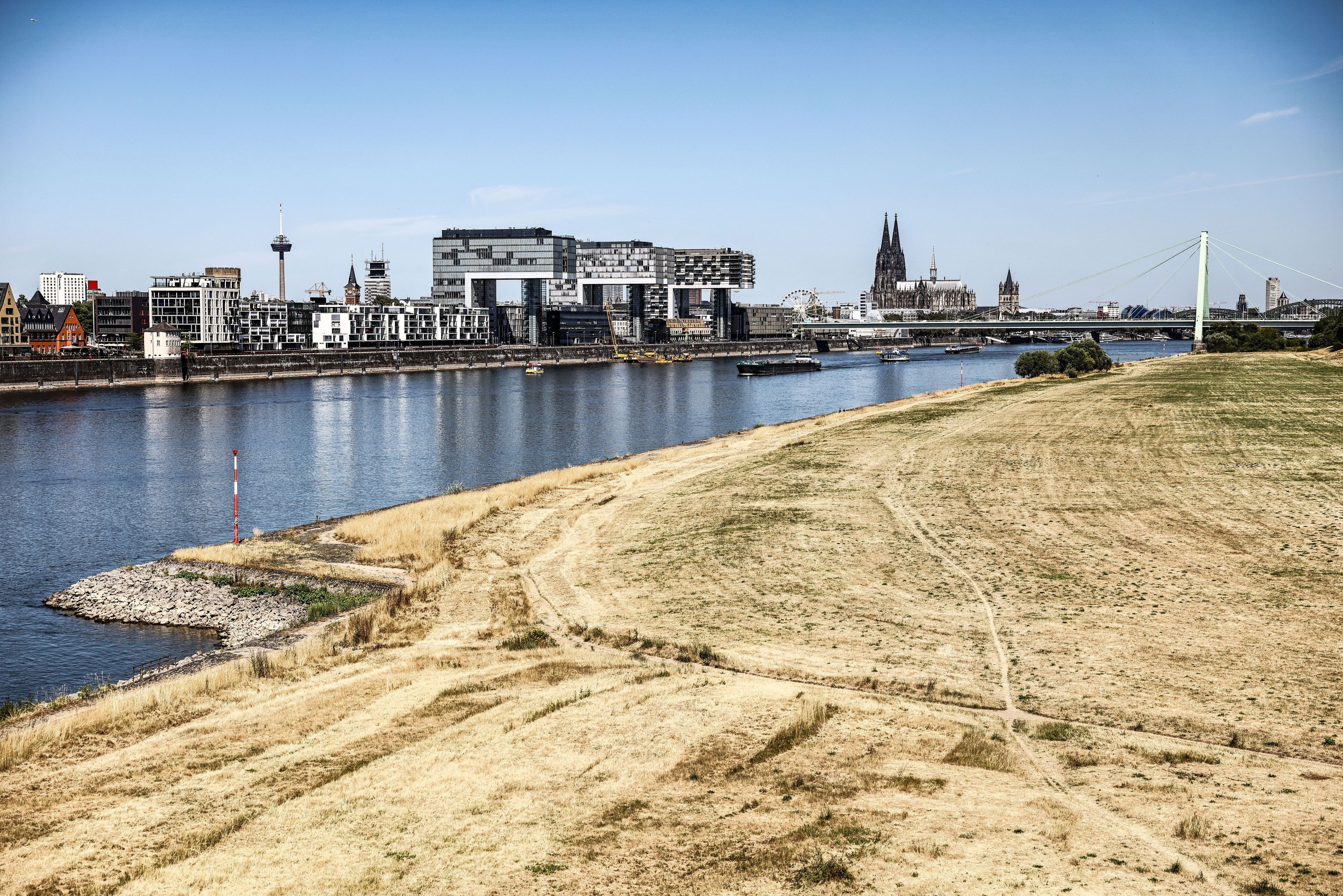 Niedrigwasser und sichtbare Trockenheit in Köln: Die Poller Wiesen am Rheinufer sind derzeit beige gefärbt.