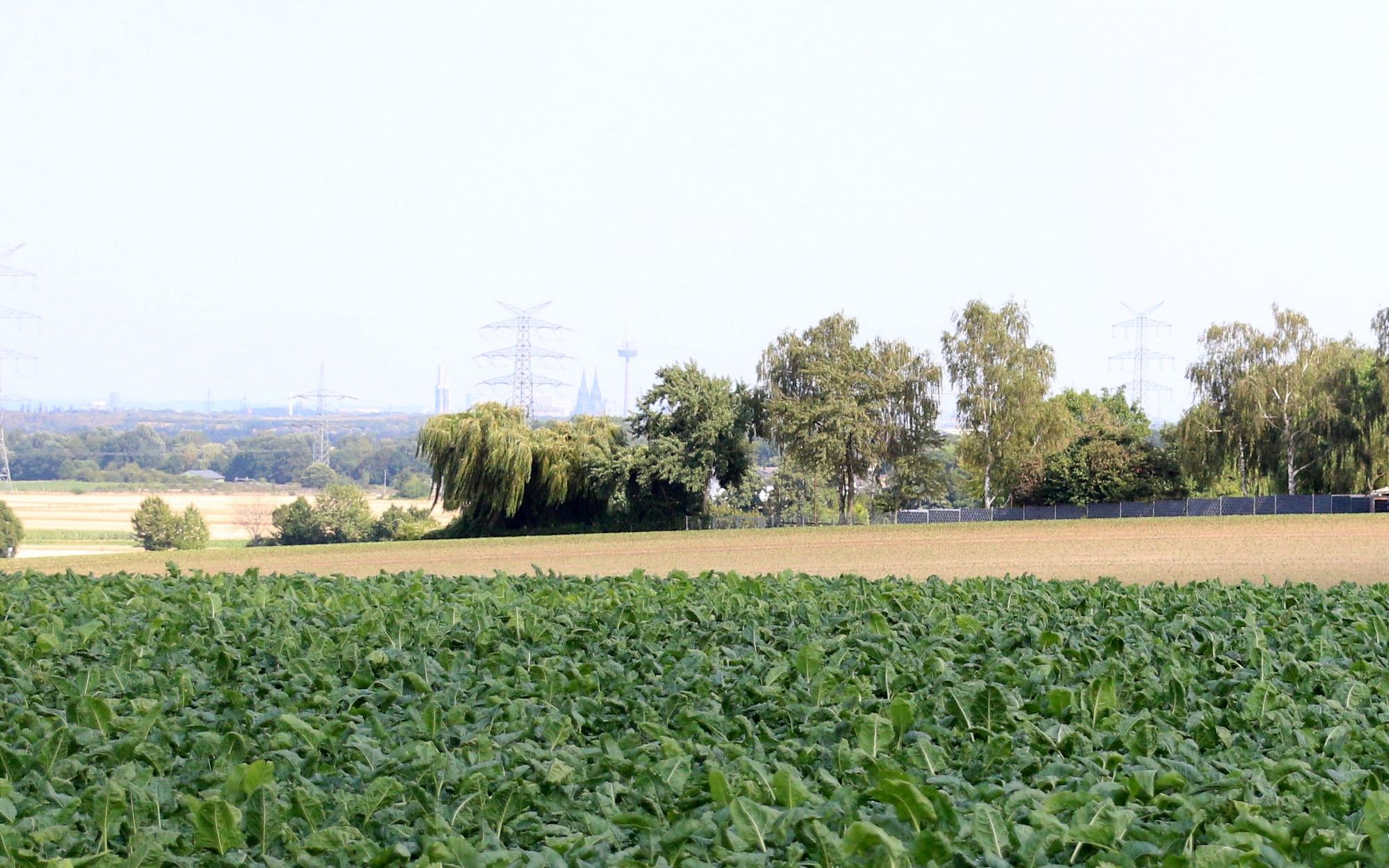 Blick in Ferne: Im Vordergrund Felder, im Hintergrund Strommasten und der Kölner Dom.