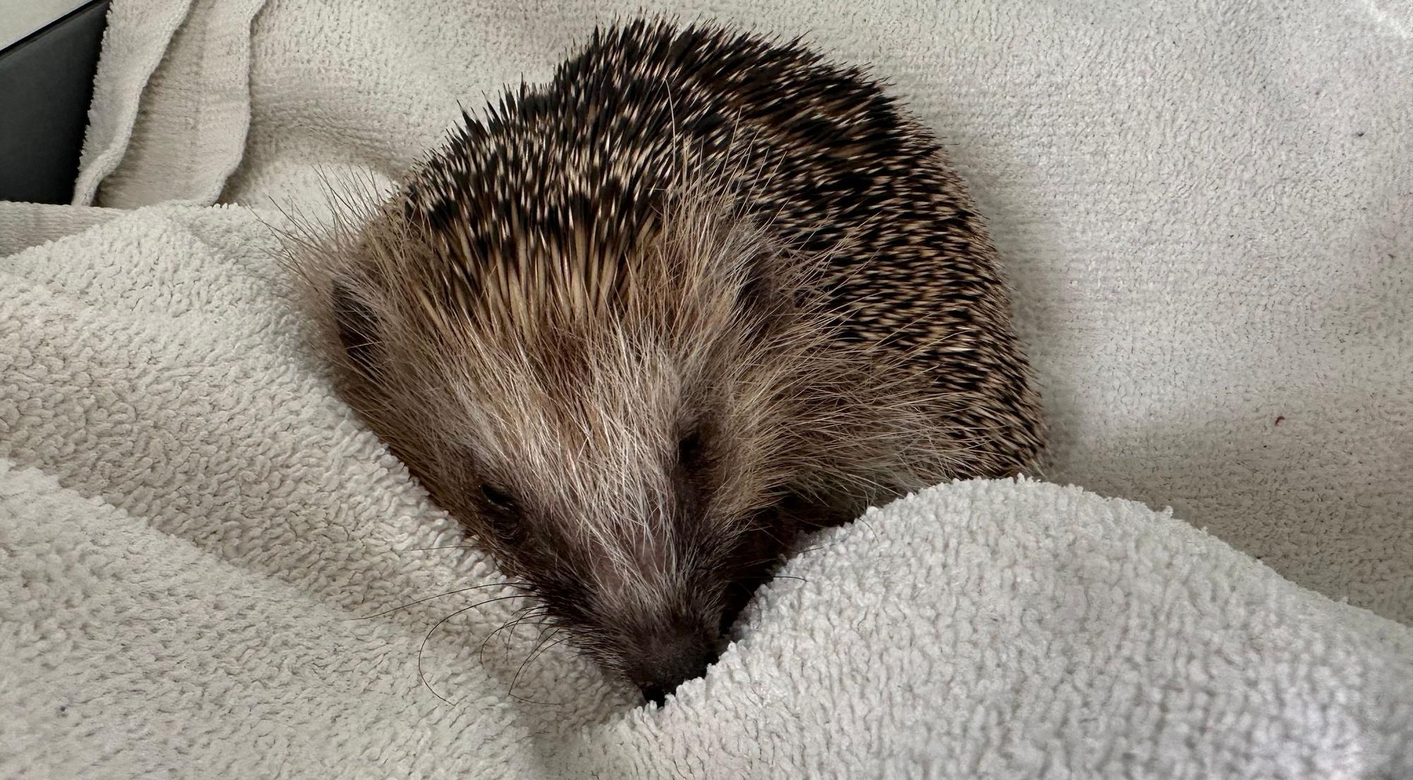 In der Auffangstation von Siegeritta Gebauer in Sankt Augustin werden kranke Igel aufgepäppelt.