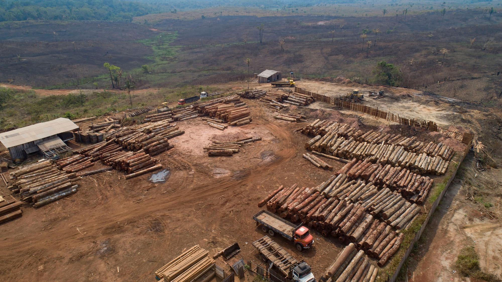 Brasilien, Porto Velho: Holzstämme werden in einem Sägewerk gestapelt, das von kürzlich verkohlten und abgeholzten Feldern umgeben ist. Bereits an diesem Donnerstag hat die Menschheit die für dieses Jahr verfügbaren natürlichen Ressourcen der Erde verbraucht. (Archivbild)